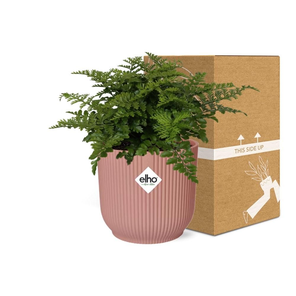 Asplenium Farnkraut in dekorativem ELHO Vibes Fold Topf