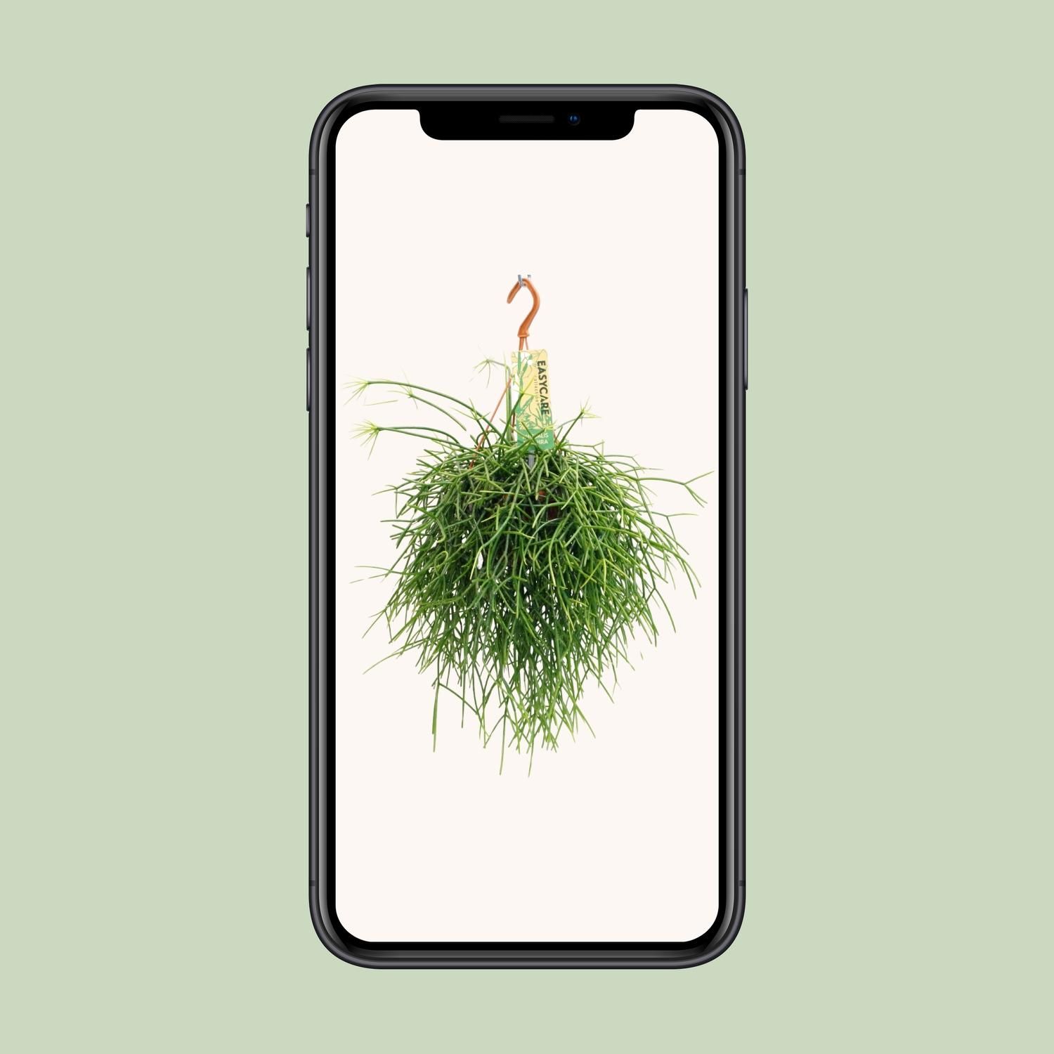 Rhipsalis Pulchra Zimmerpflanze im 14 cm Topf