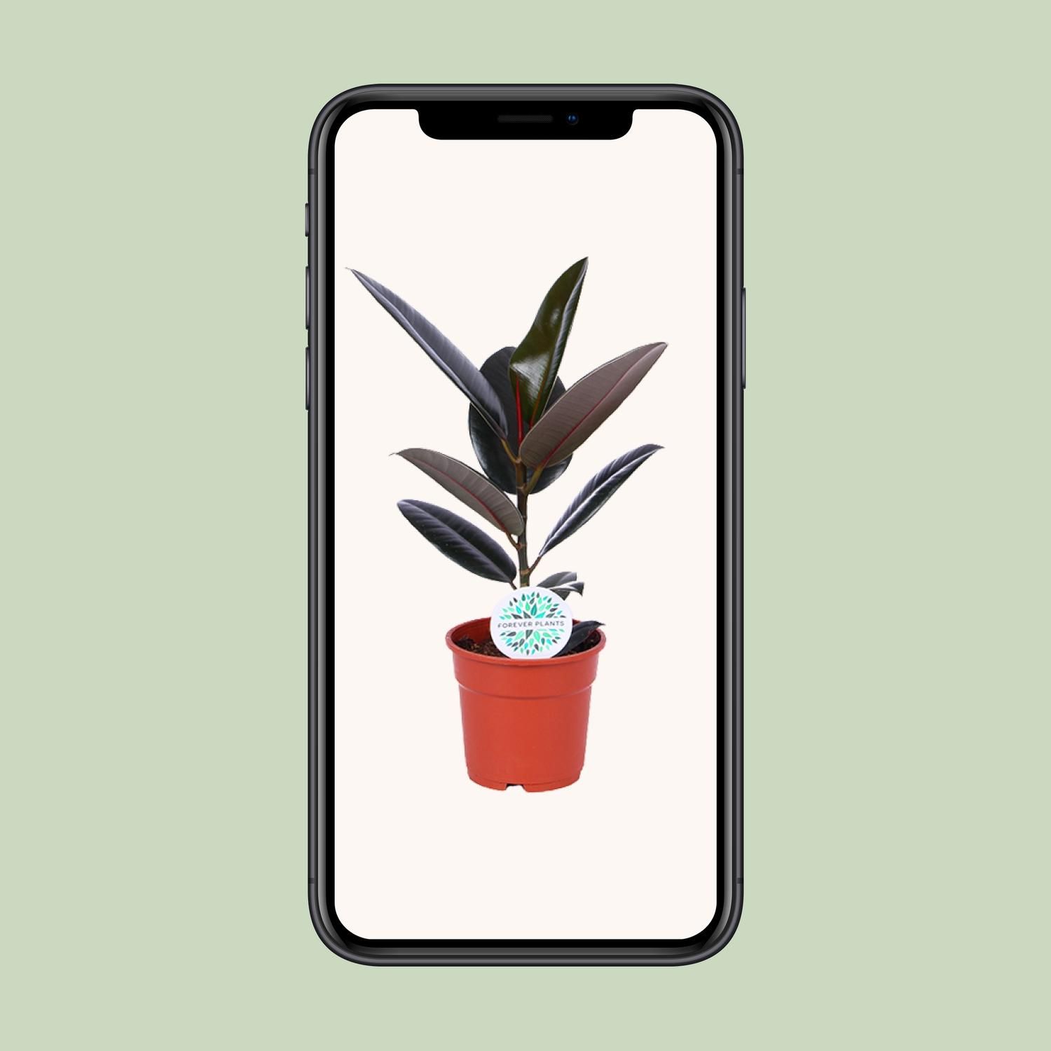 Ficus Elastica Abidjan Zimmerpflanze