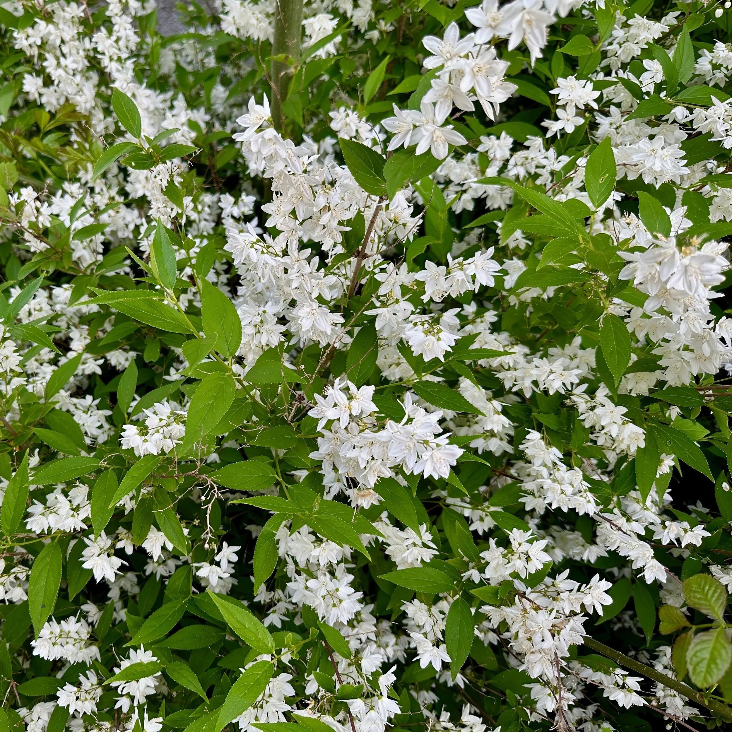 Deutzia Gracilis Strauch – Weiße Blüten – Pflegeleicht & Laubabwerfend