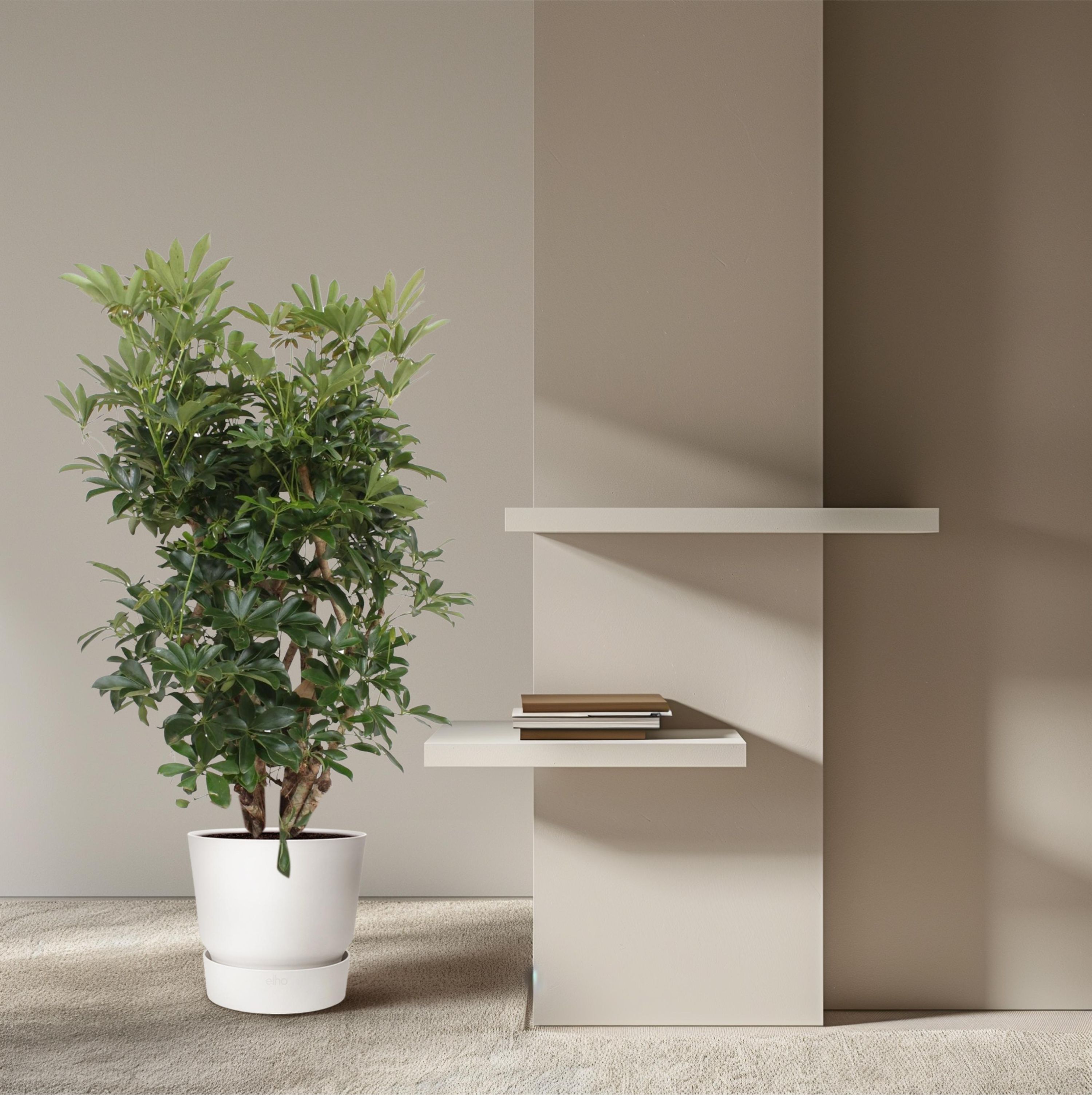 Schefflera Arboricola Zimmerpflanze