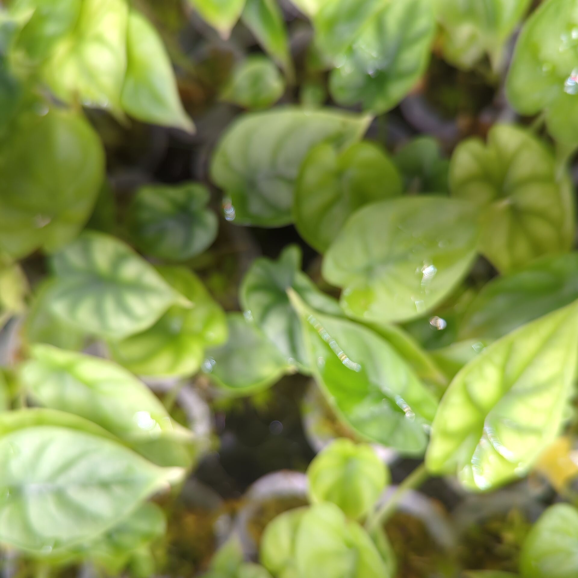 Baby Alocasia baginda Dragon Scale + selbstbewässernder Übertopf
