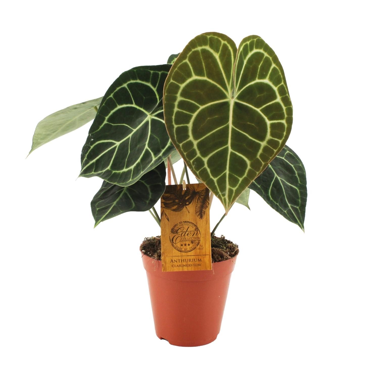 Anthurium Clarinervium | Grünpflanze | Ø15cm | ↕25cm