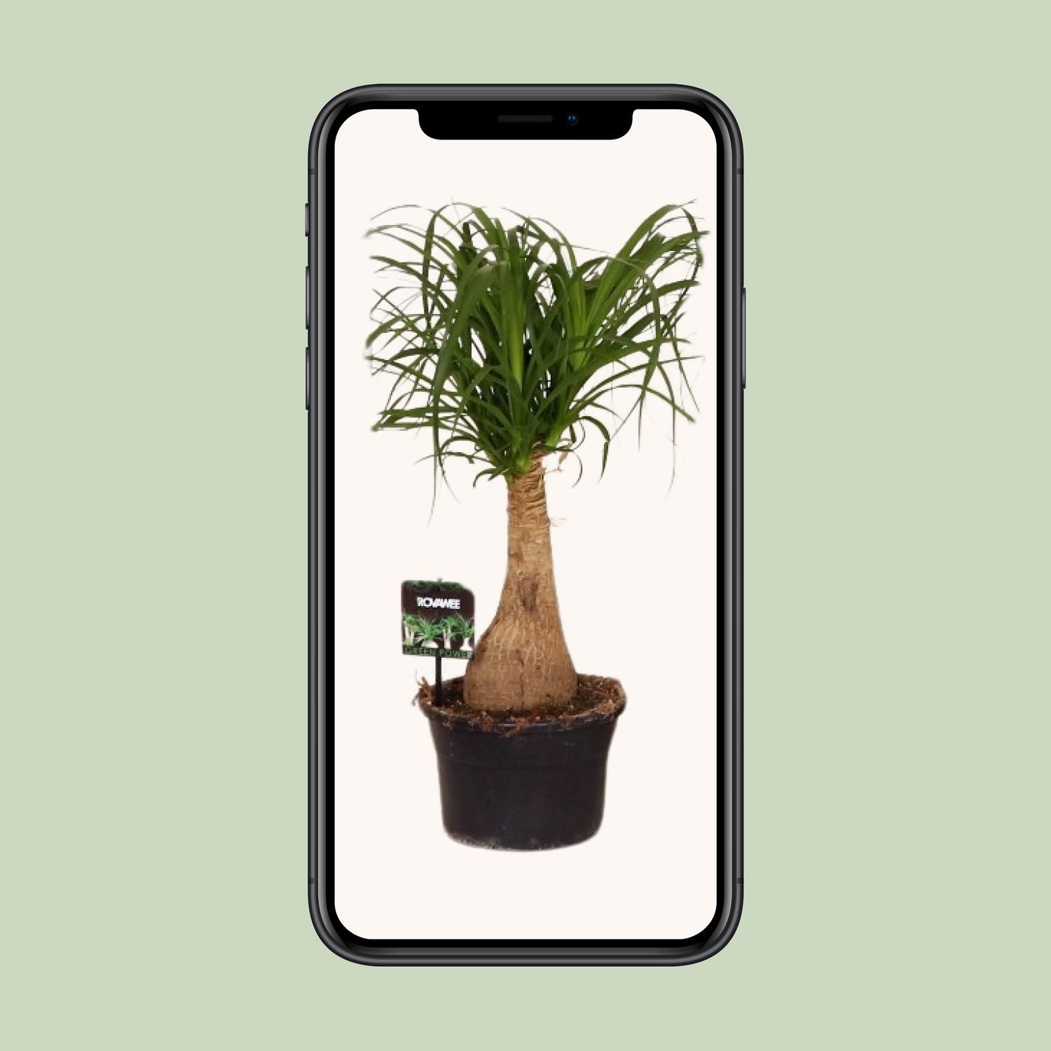 Beaucarnea Nolina Zimmerpflanze