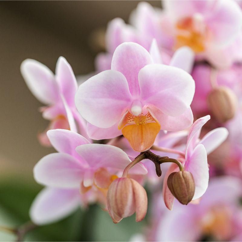 Rosa Phalaenopsis Orchidee