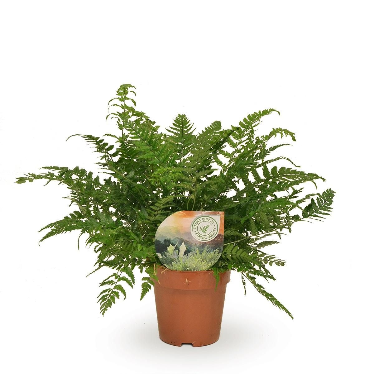 Polystichum Tsussimense Zimmerfarn