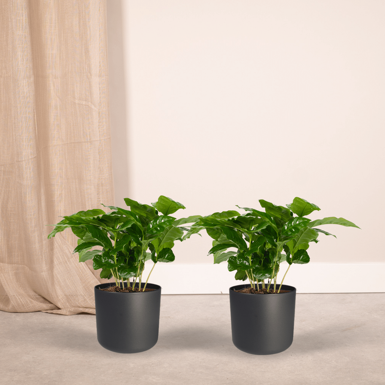 Coffea Arabica Kaffeepflanze im 2er-Set