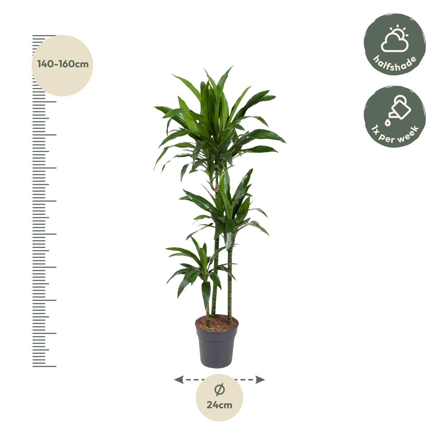 Dracaena Janet Craig Zimmerpflanze