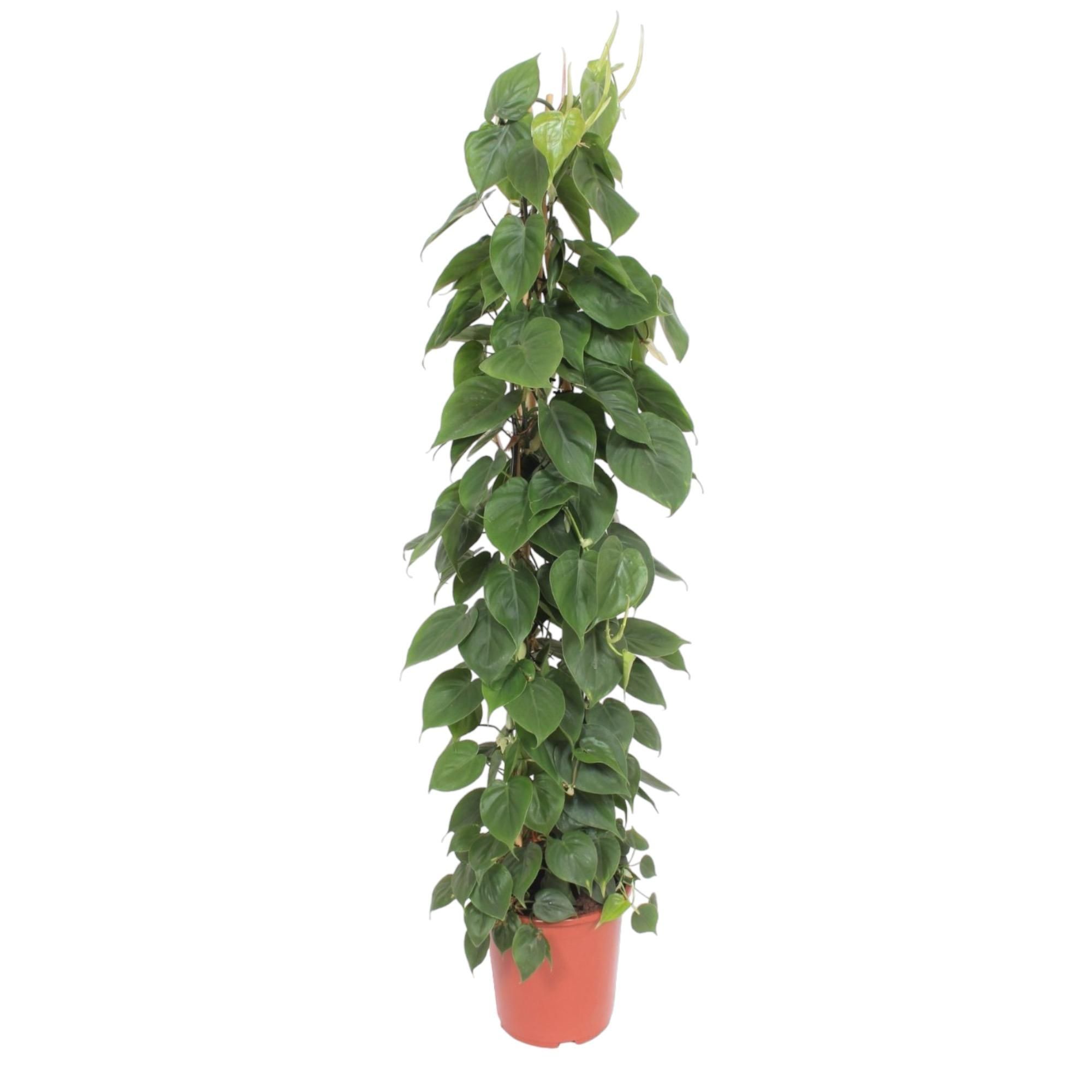 Philodendron Bipinnatifidum mit Gitterstütze