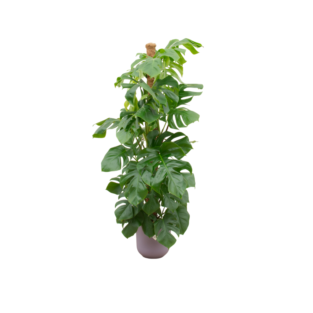 Monstera Pertusum XL im lila Elho Jazz Topf