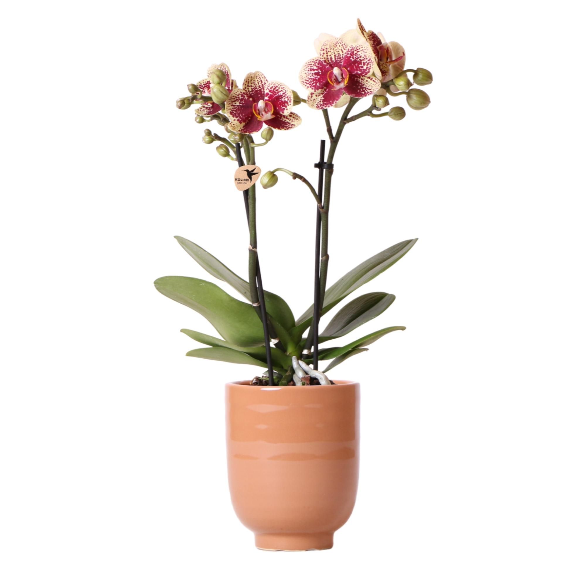 Phalaenopsis Orchidee Kolibri in Cognac Ziertopf