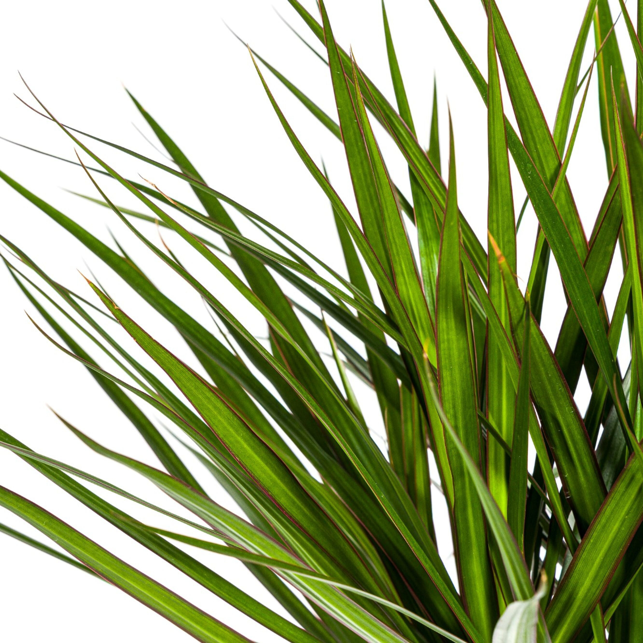 Drachenbaum Marginata Green – 130-150cm hoch