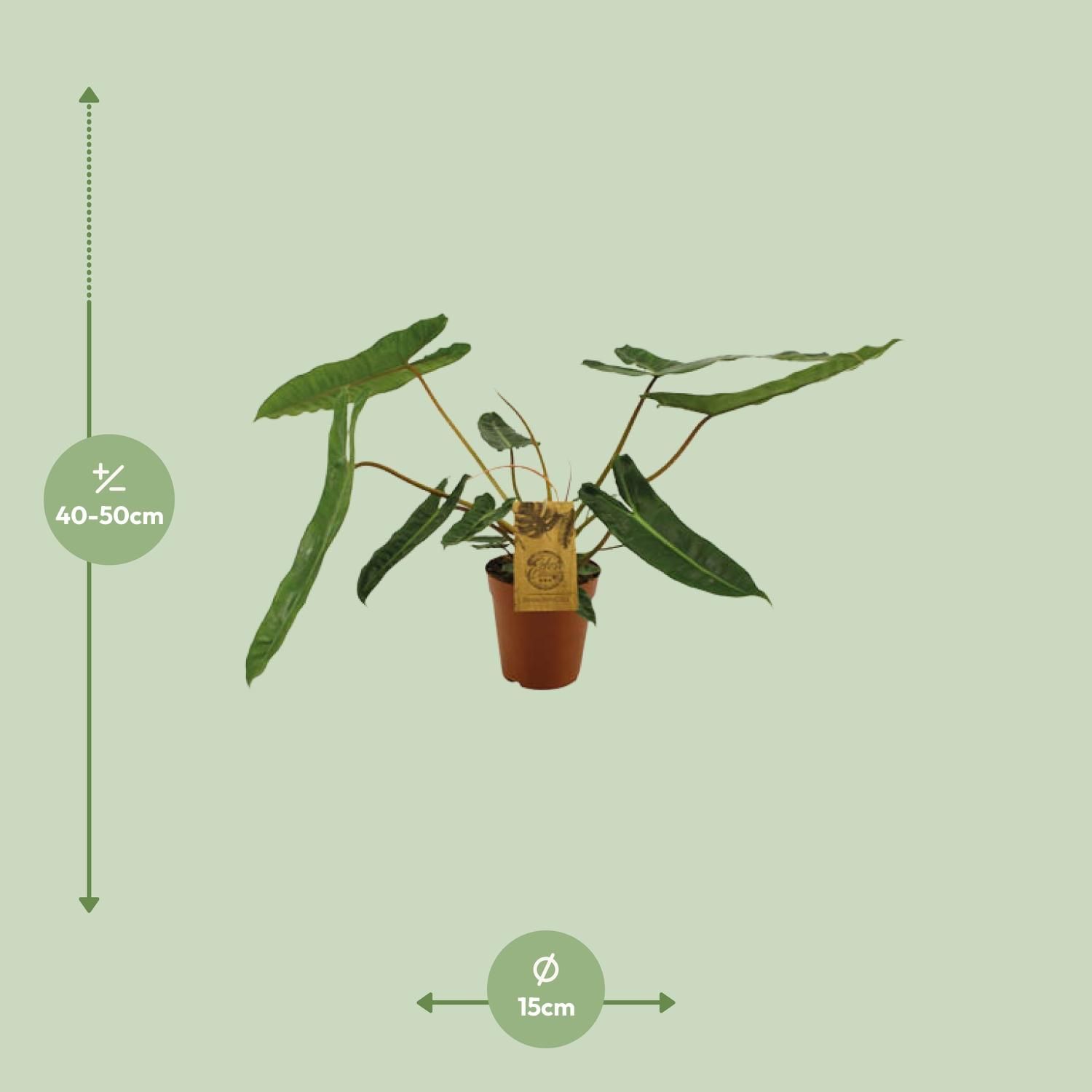Philodendron Billetiae Zimmerpflanze