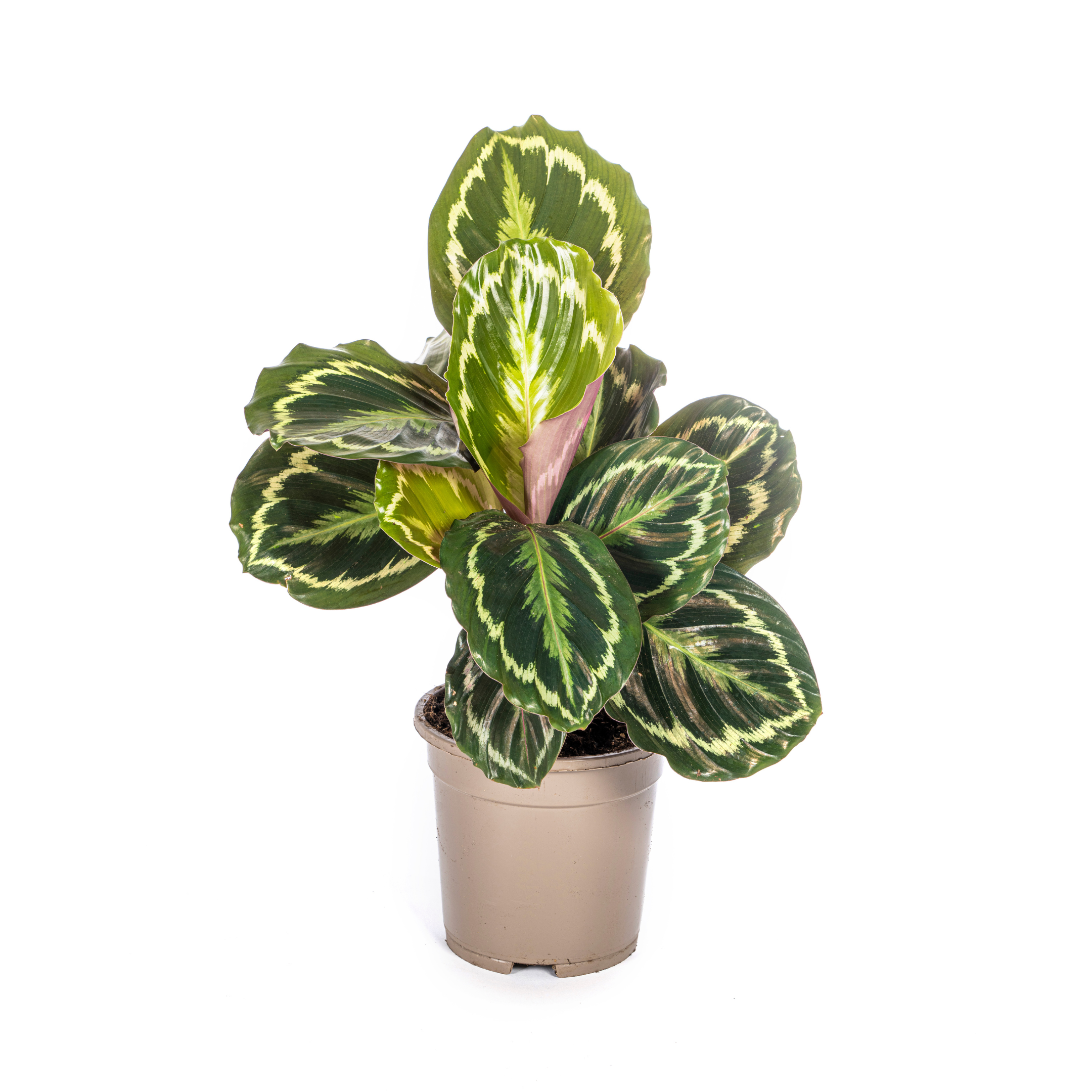 Calathea Medallion – Blickfang – pflegeleicht