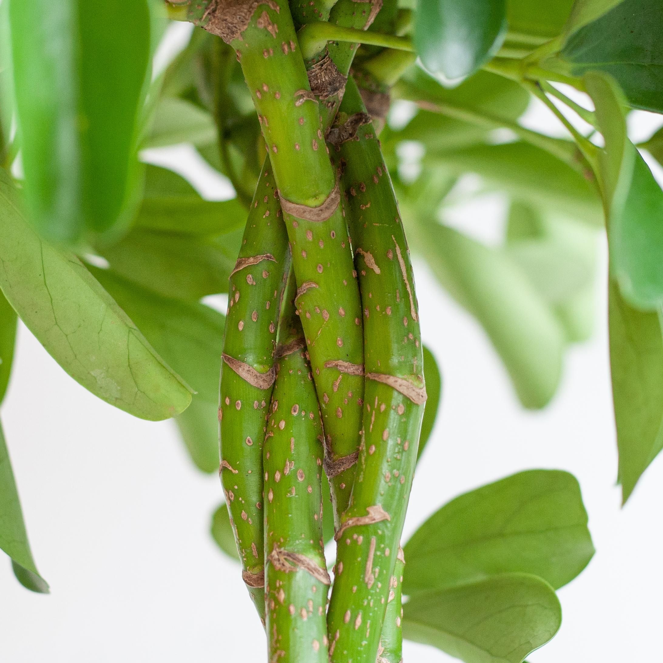 Schefflera Arab Nora mit Korb Lissabon Schwarz – 70cm – Ø21