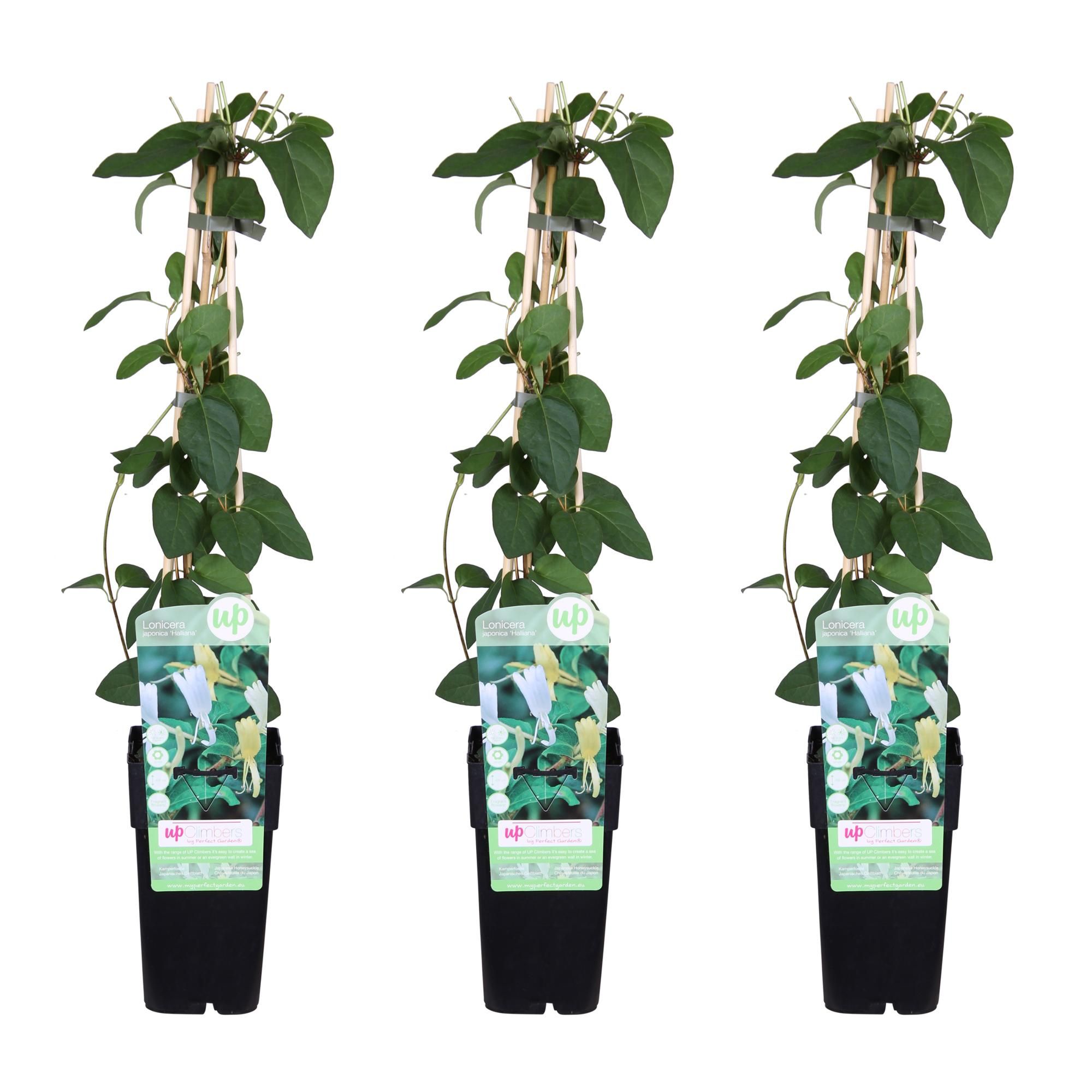 Lonicera japonica Halliana Rankpflanze