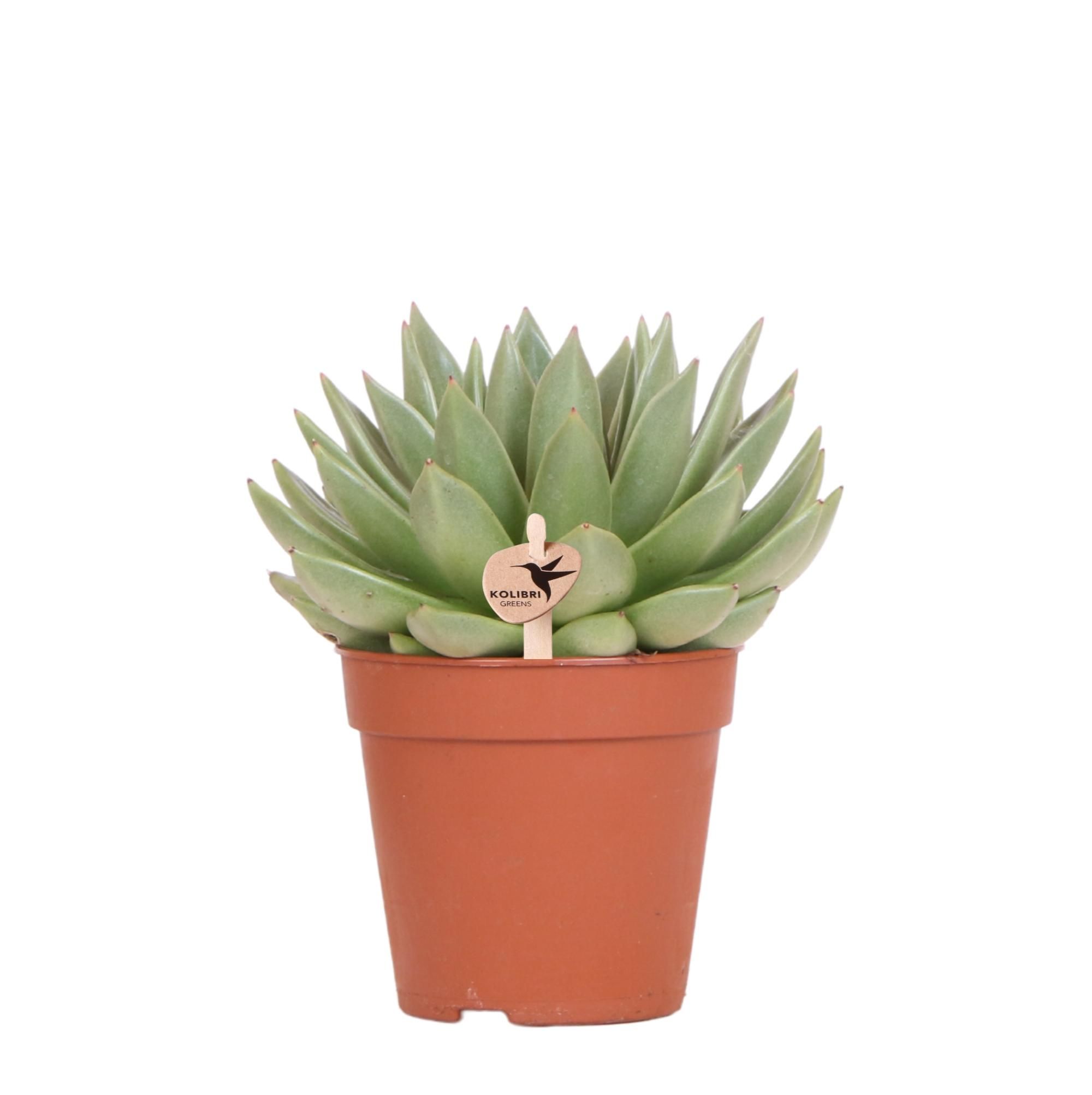 Echeveria Miranda Sukkulente