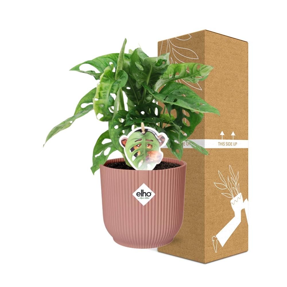 Monstera Monkey Leaf Zimmerpflanze