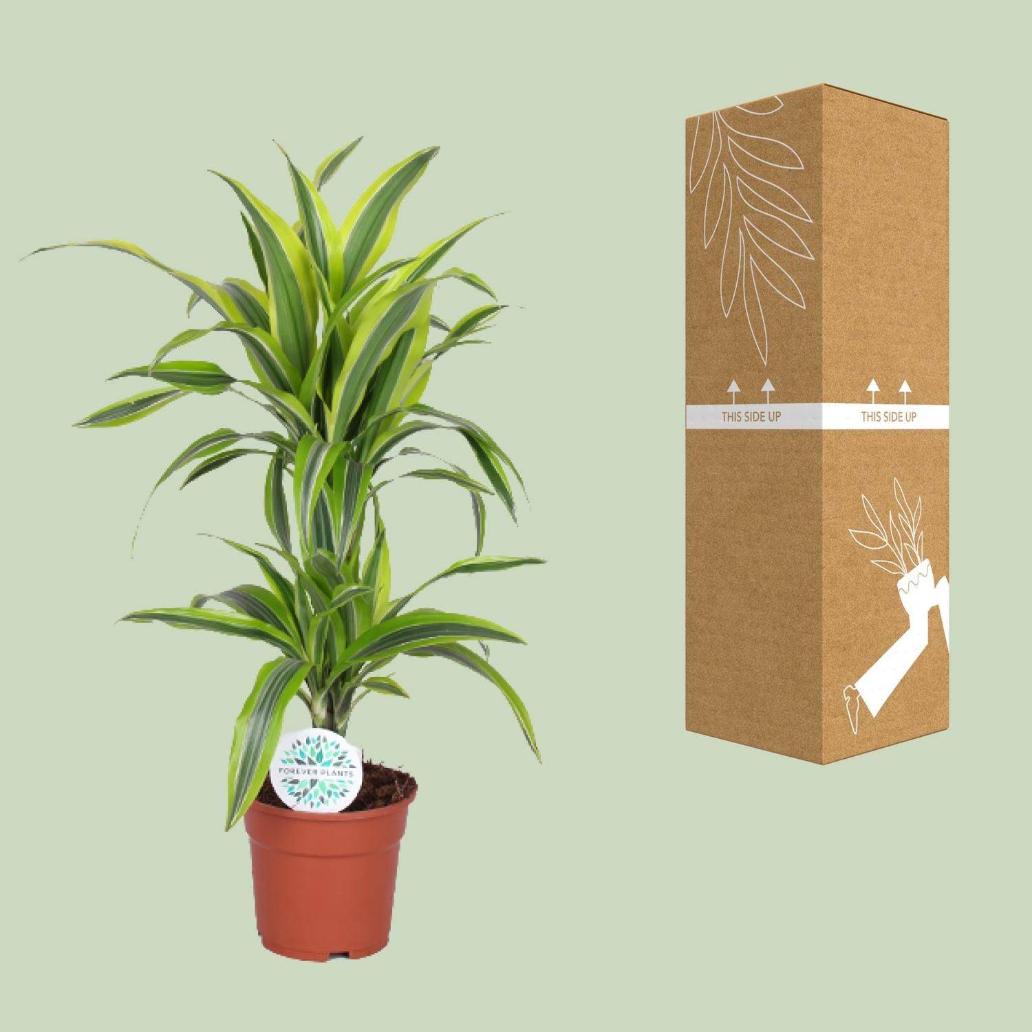 Dracaena Lemon Lime - Lebendige Zimmerpflanze mit Luftreinigender Wirkung
