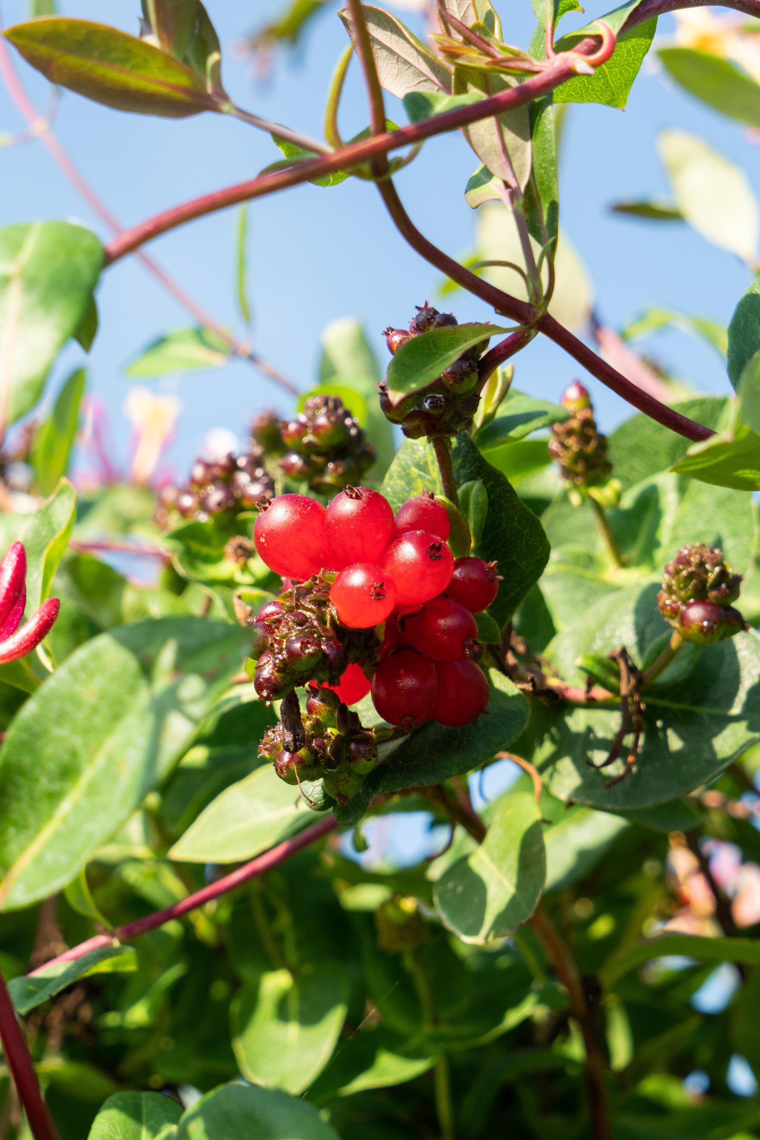 Lonicera periclymenum Serotina - Duftende Kletterpflanze
