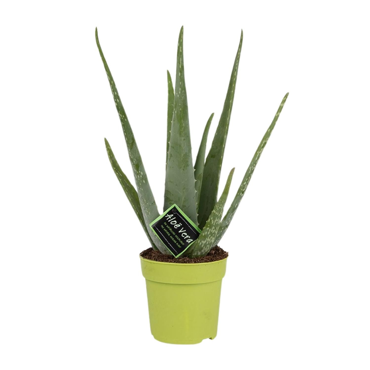 Aloe Vera - Pflegeleichte Sukkulente für sonnige Räume