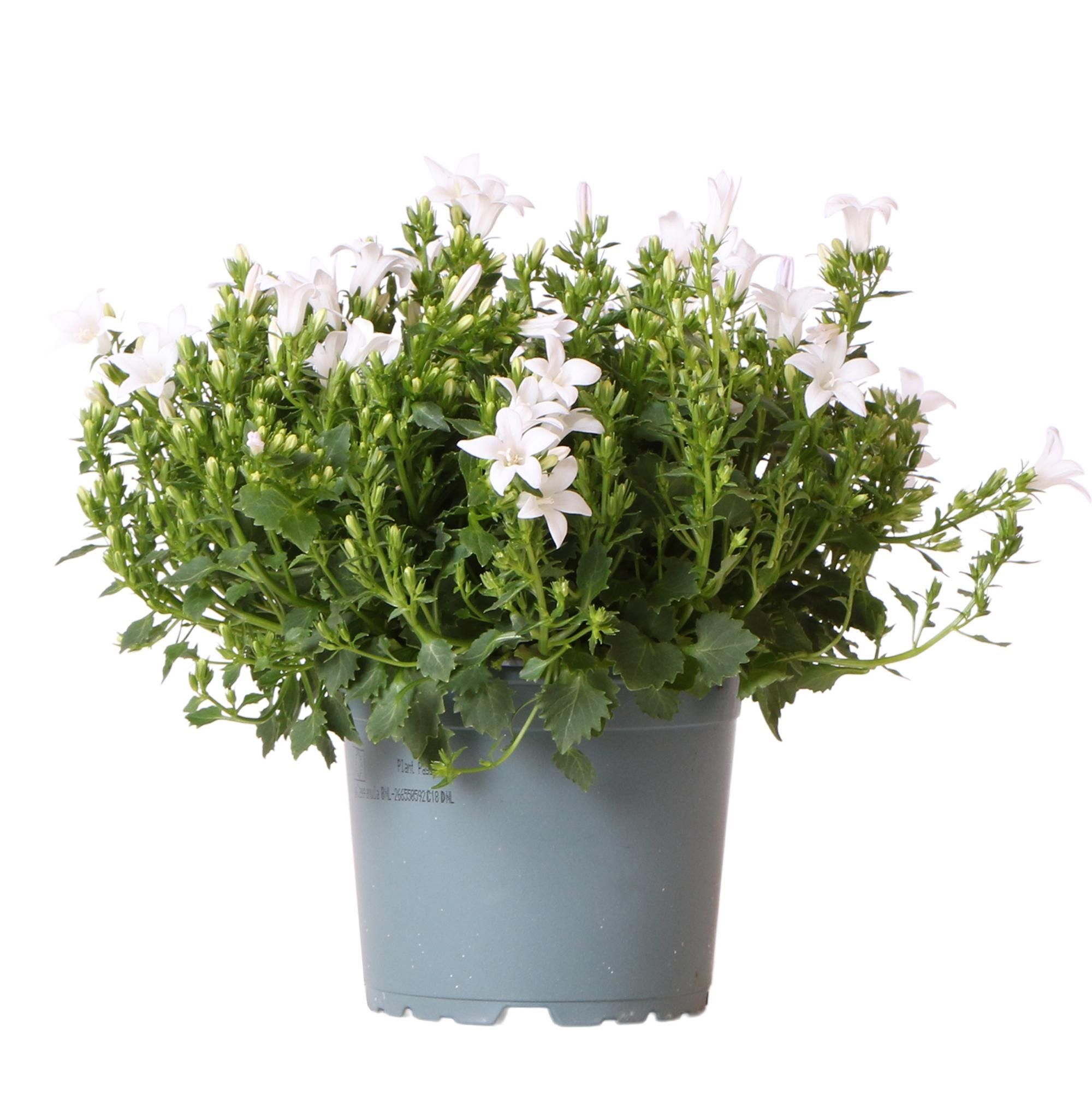 Campanula Addenda Glockenblume Weiß