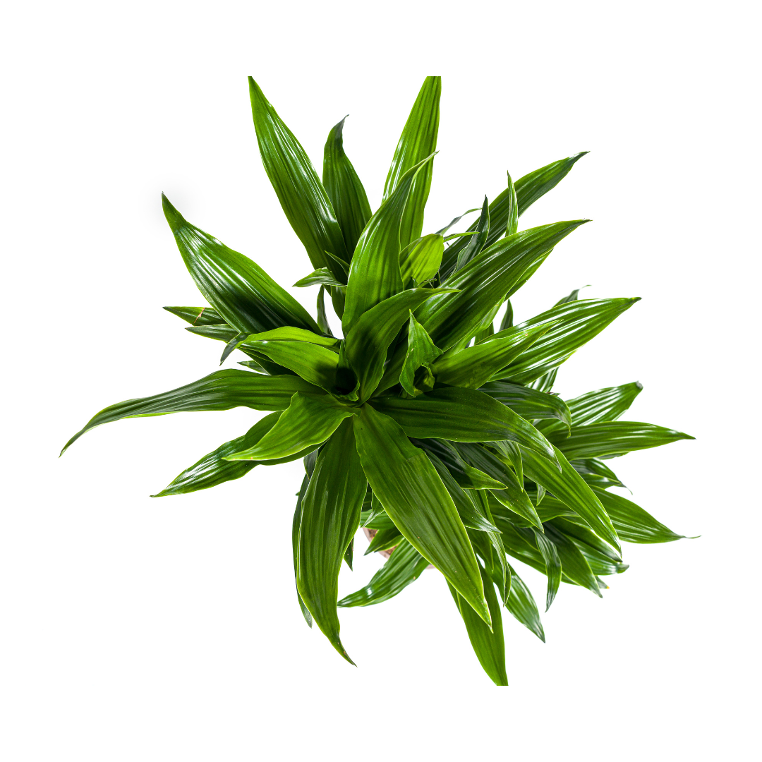 Drachenbaum Green Jewel | Ø19cm | 70-90cm Höhe