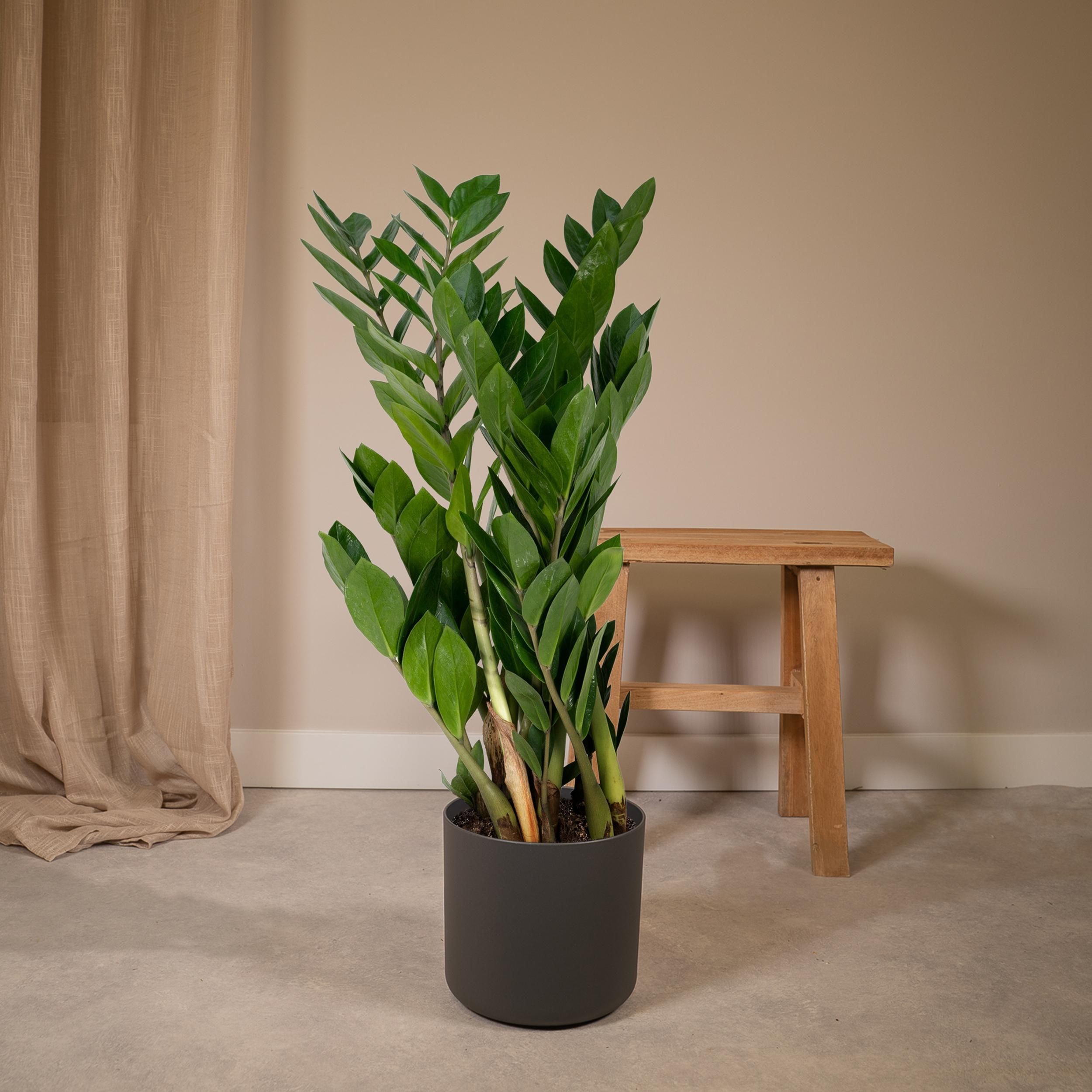 Zamioculcas Zamiifolia Zimmerpflanze