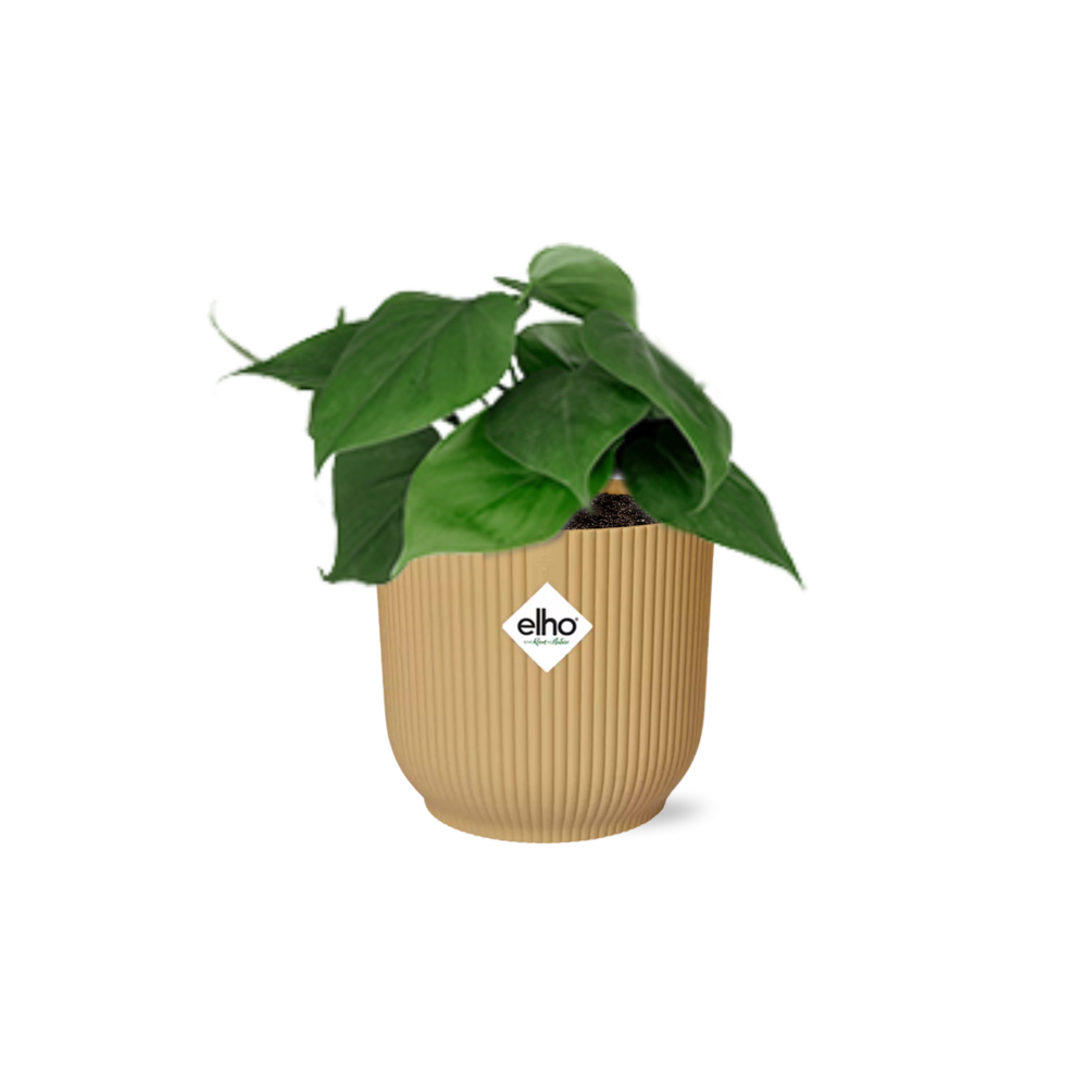Philodendron Scandens Zimmerpflanze