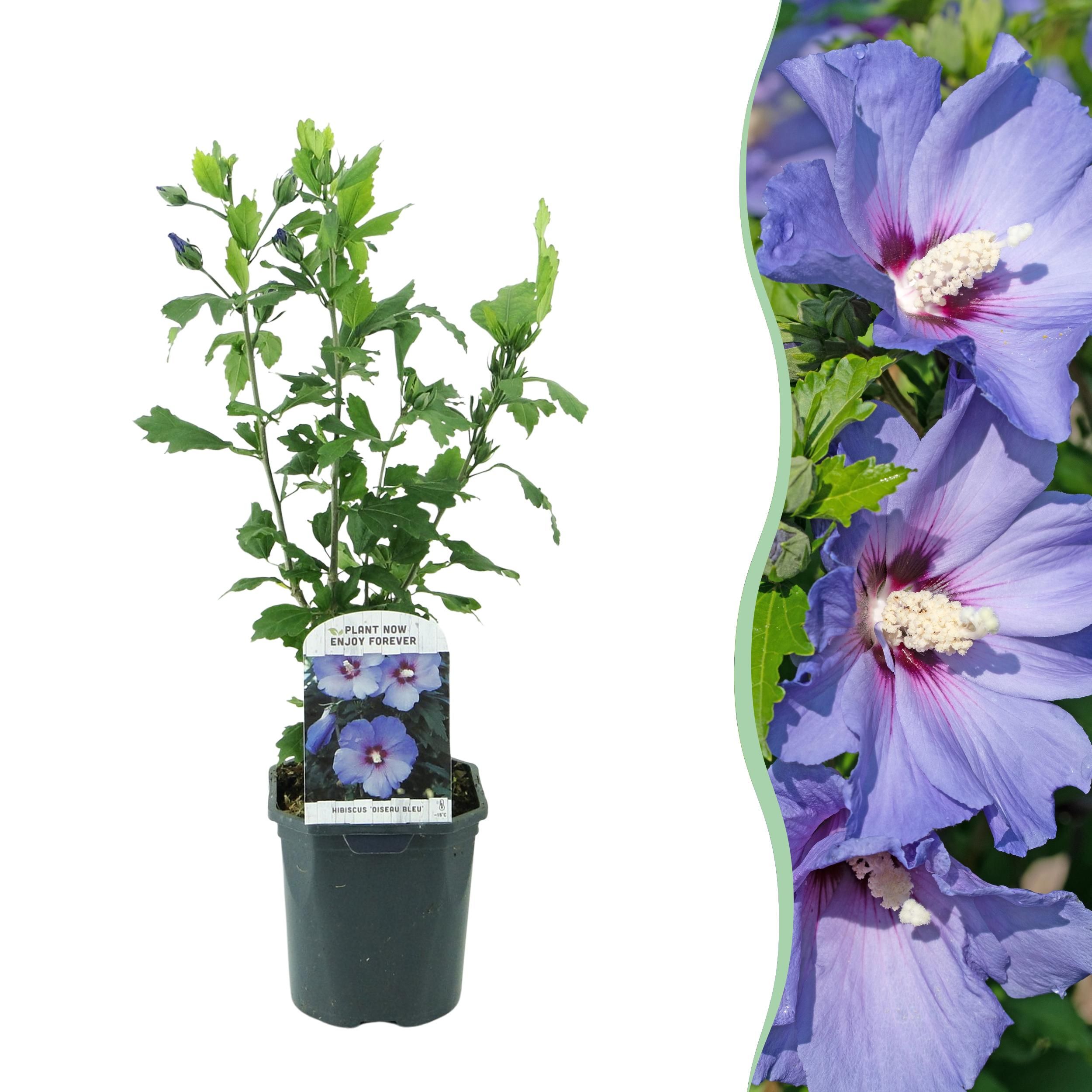 Hibiscus syriacus 'Oiseau Bleu' – Blaue Blüten | Wenig Pflege | Laubabwerfend