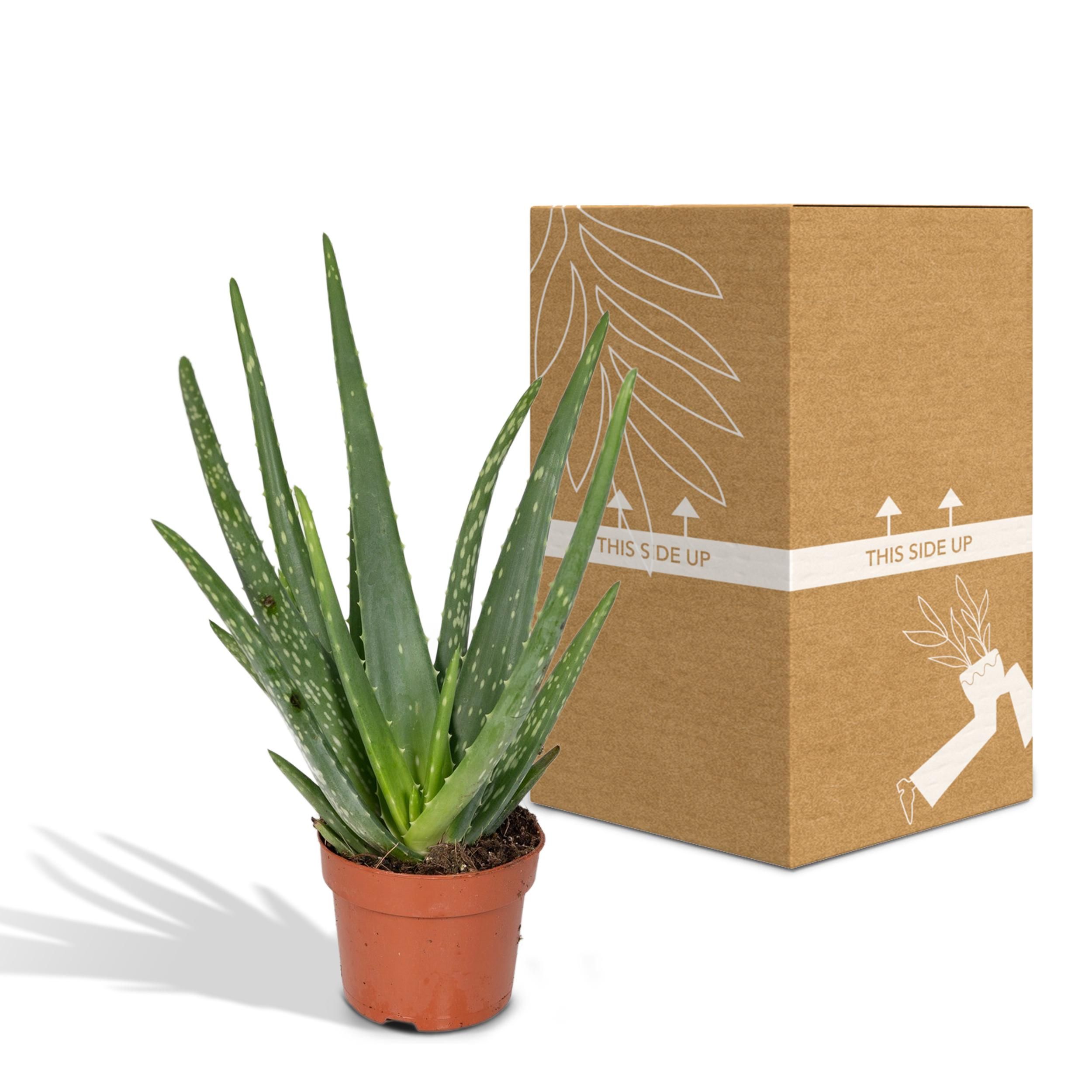 Aloe Vera Sukkulente Pflanze
