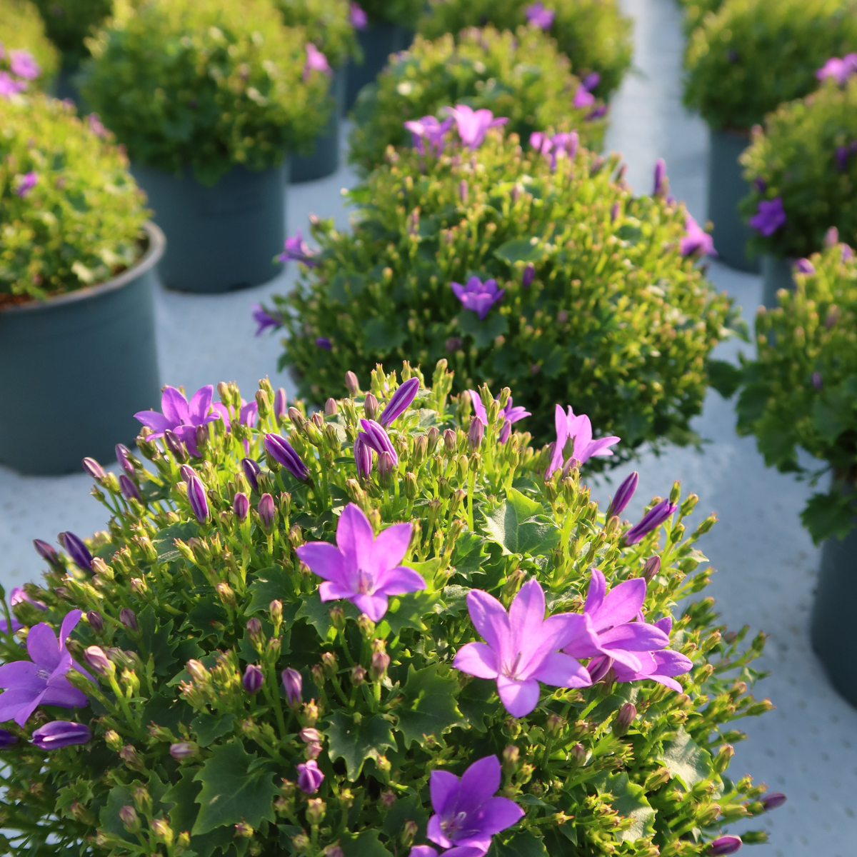 2x Campanula Addenda Ambella Intense Purple in Dekotöpfen – Staude – winterhart