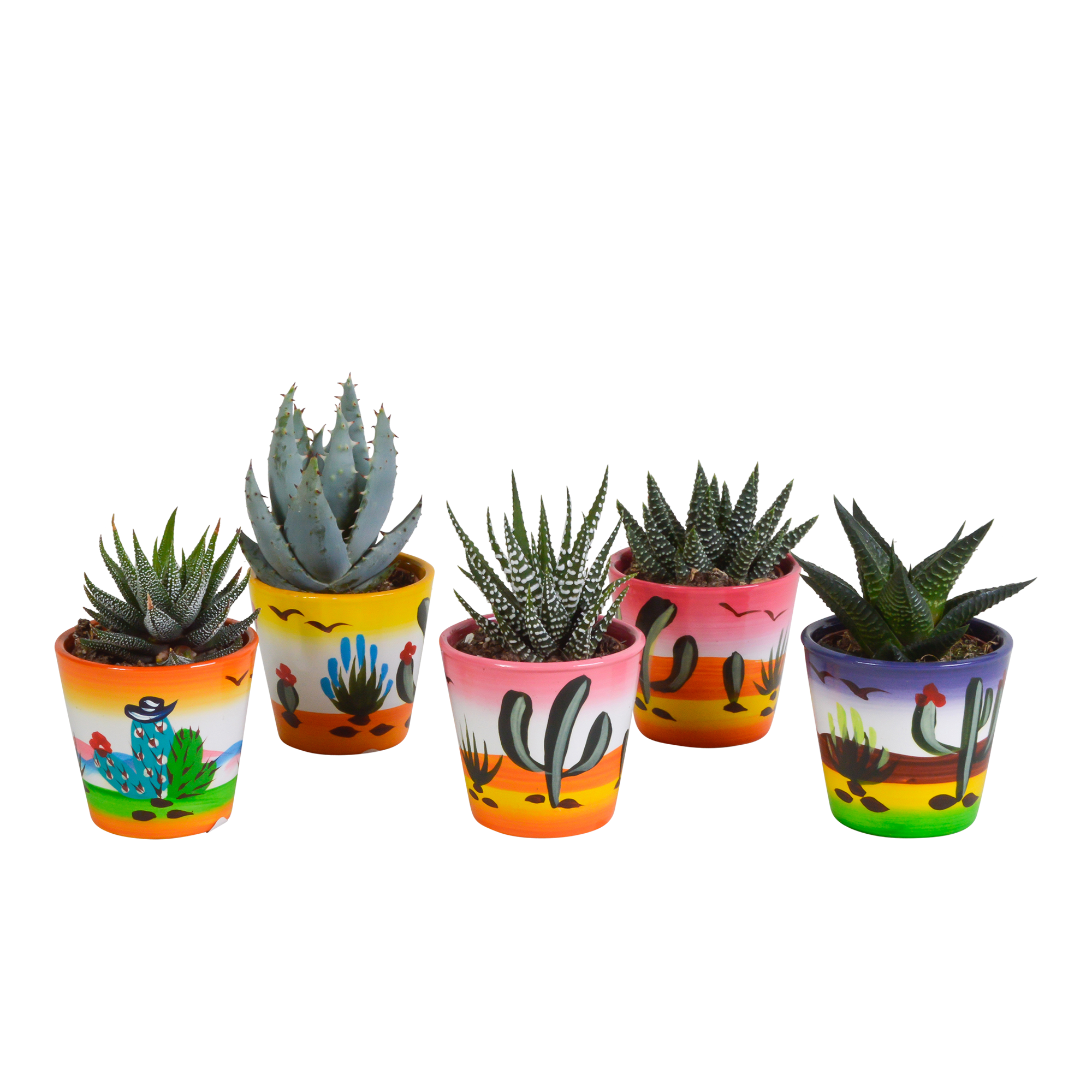 Gasteria und Haworthia Pflanzmix im Mexikanischer Topf