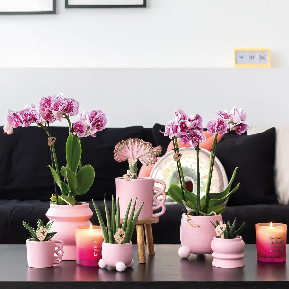 Phalaenopsis Orchideen Duo in Pink und Lila