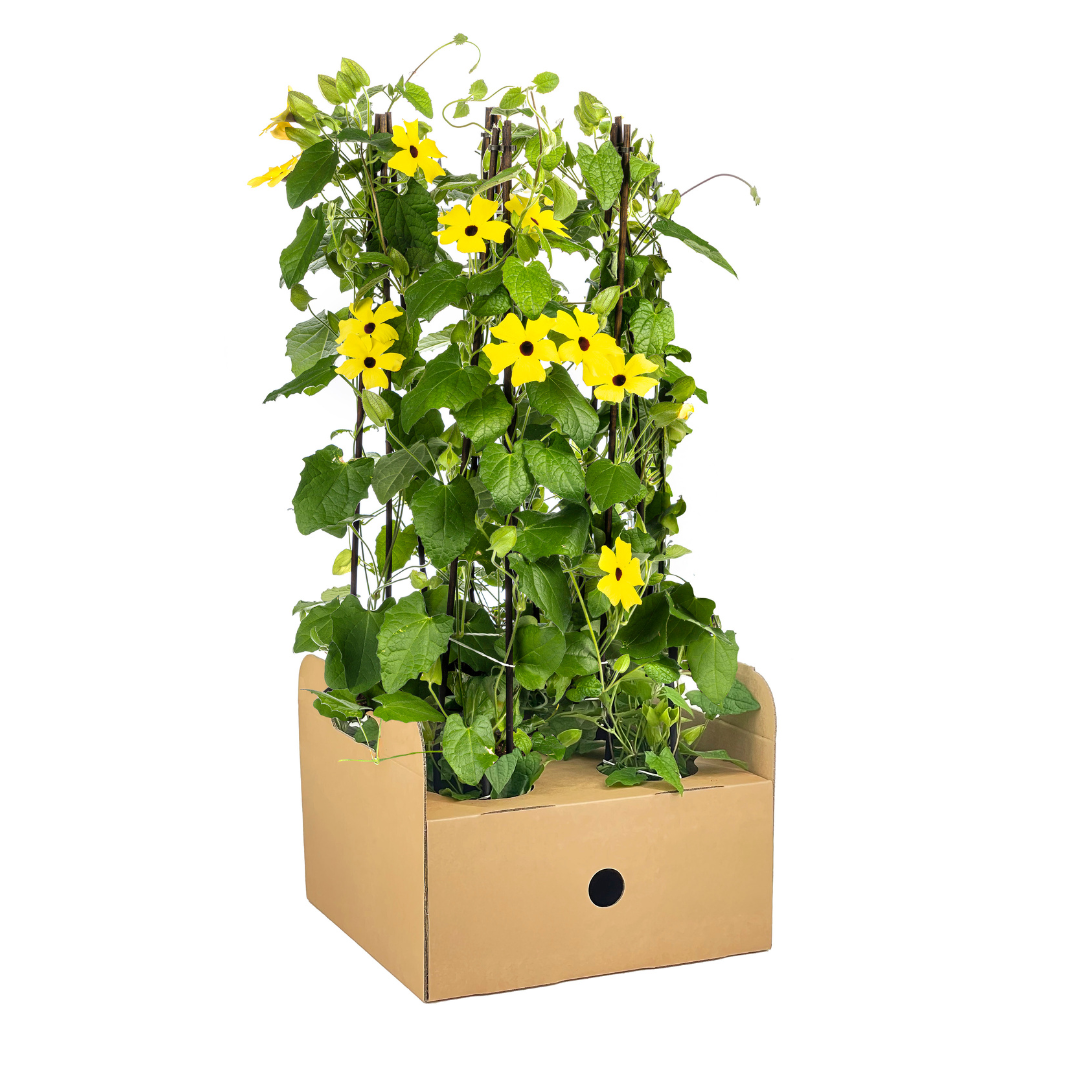 4x Schwarzäugige Susanne Gelb – Thunbergia alata – Ø13 cm – ↕60 cm