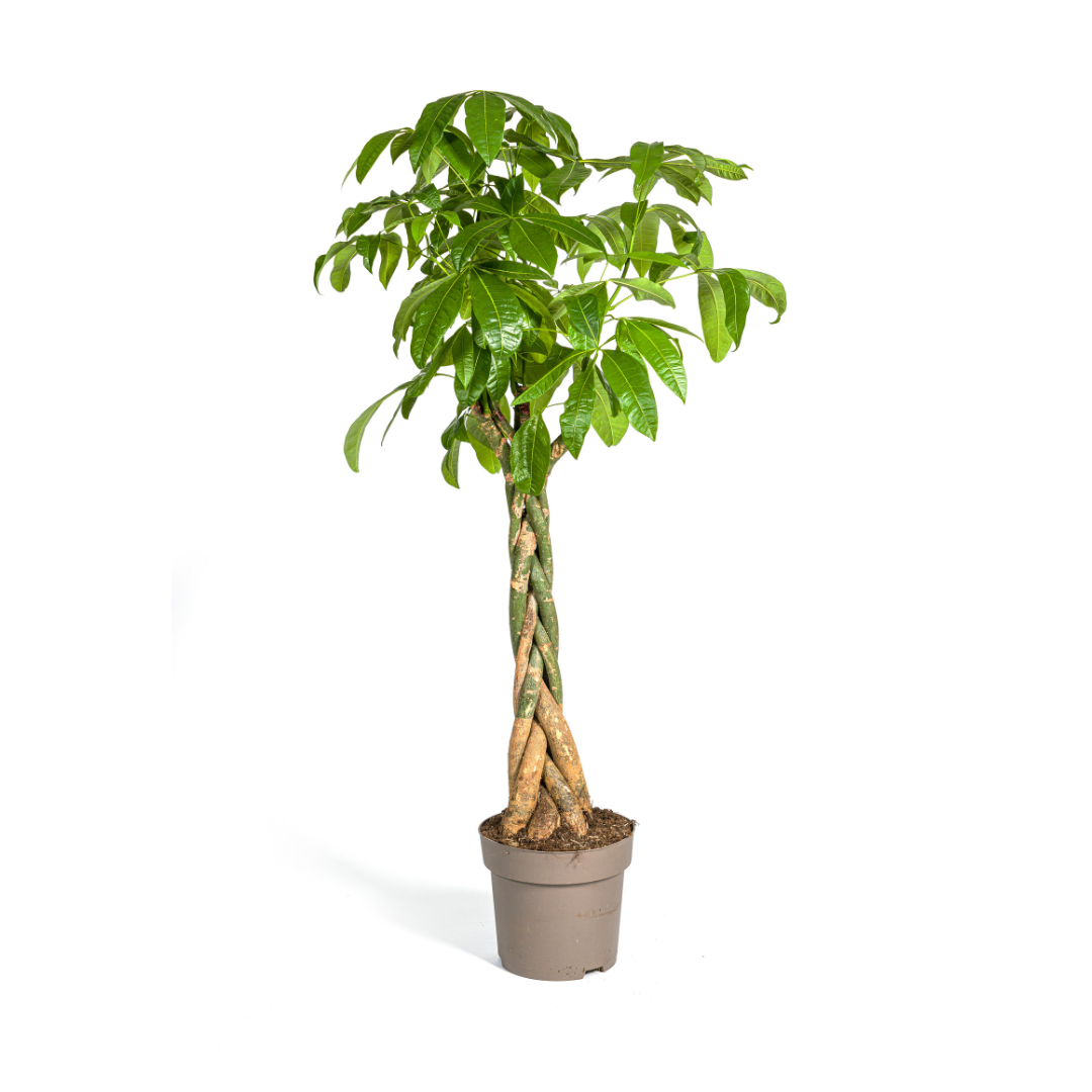 Pachira Aquatica Ø30cm – Höhe 160-180cm | Topfgröße | Pflegeleicht