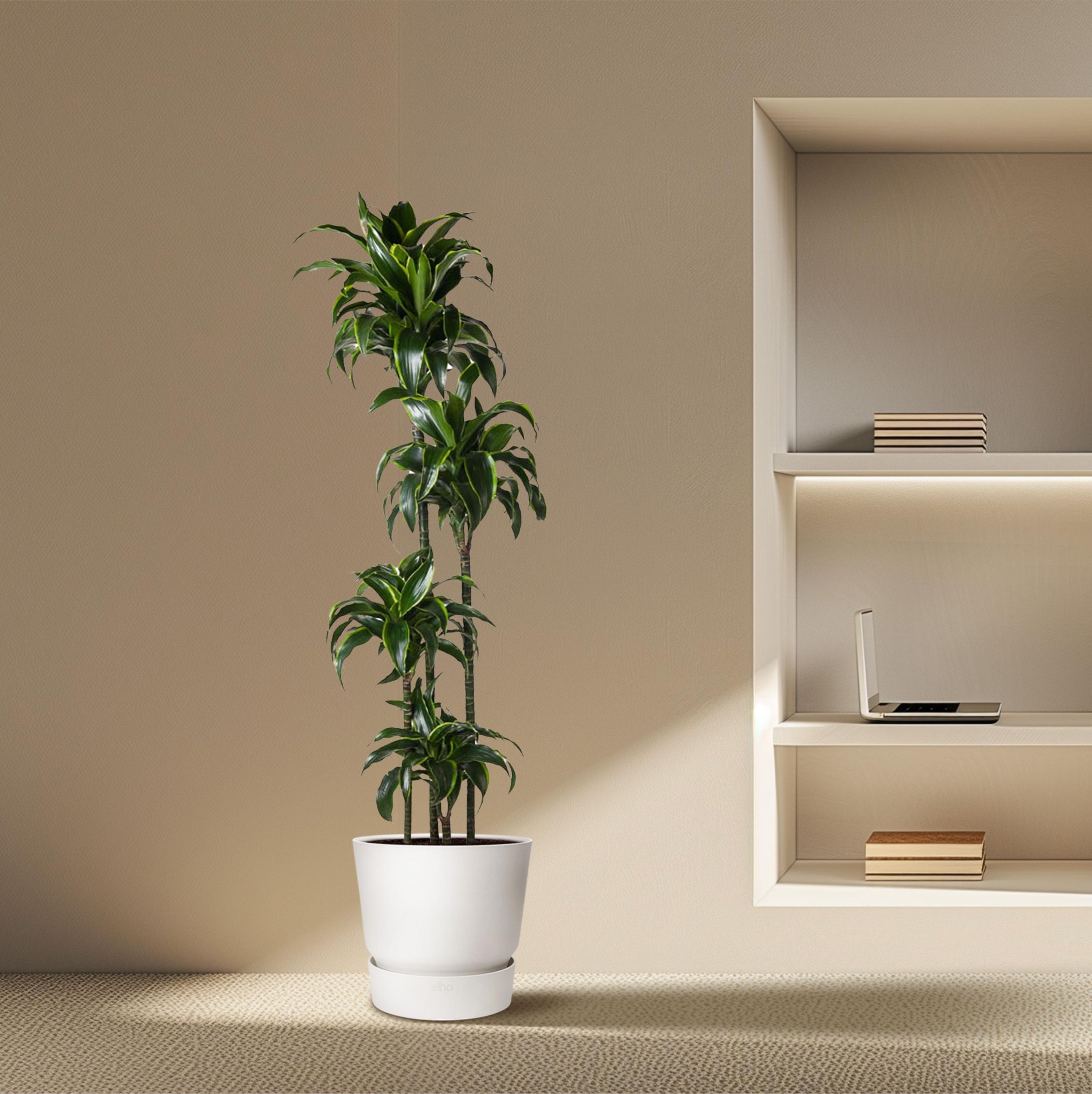 Dracaena Dorado - Luxuriöse Zimmerpflanze