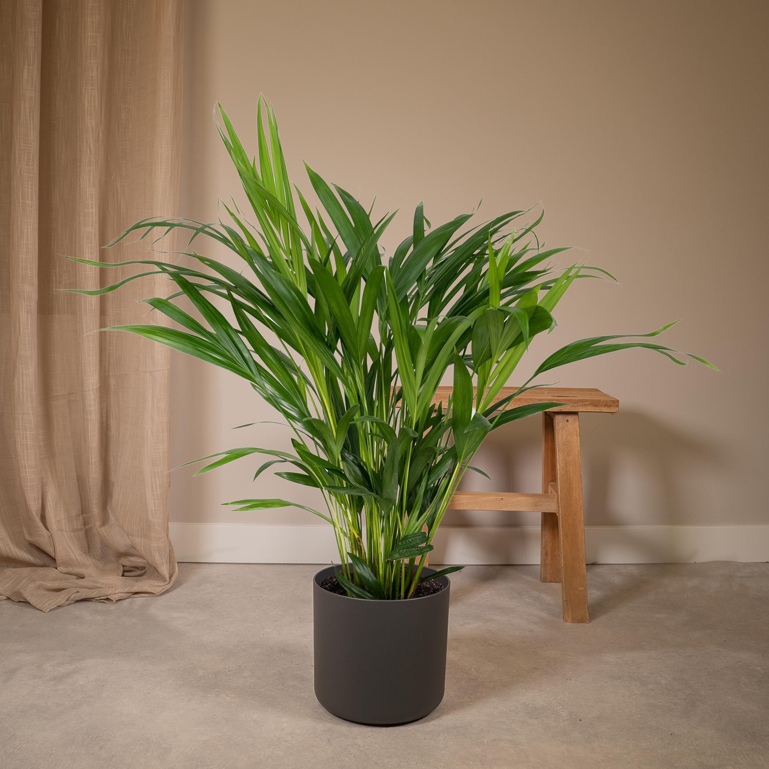 Areca-Palme Zimmerpflanze Dypsis Lutescens