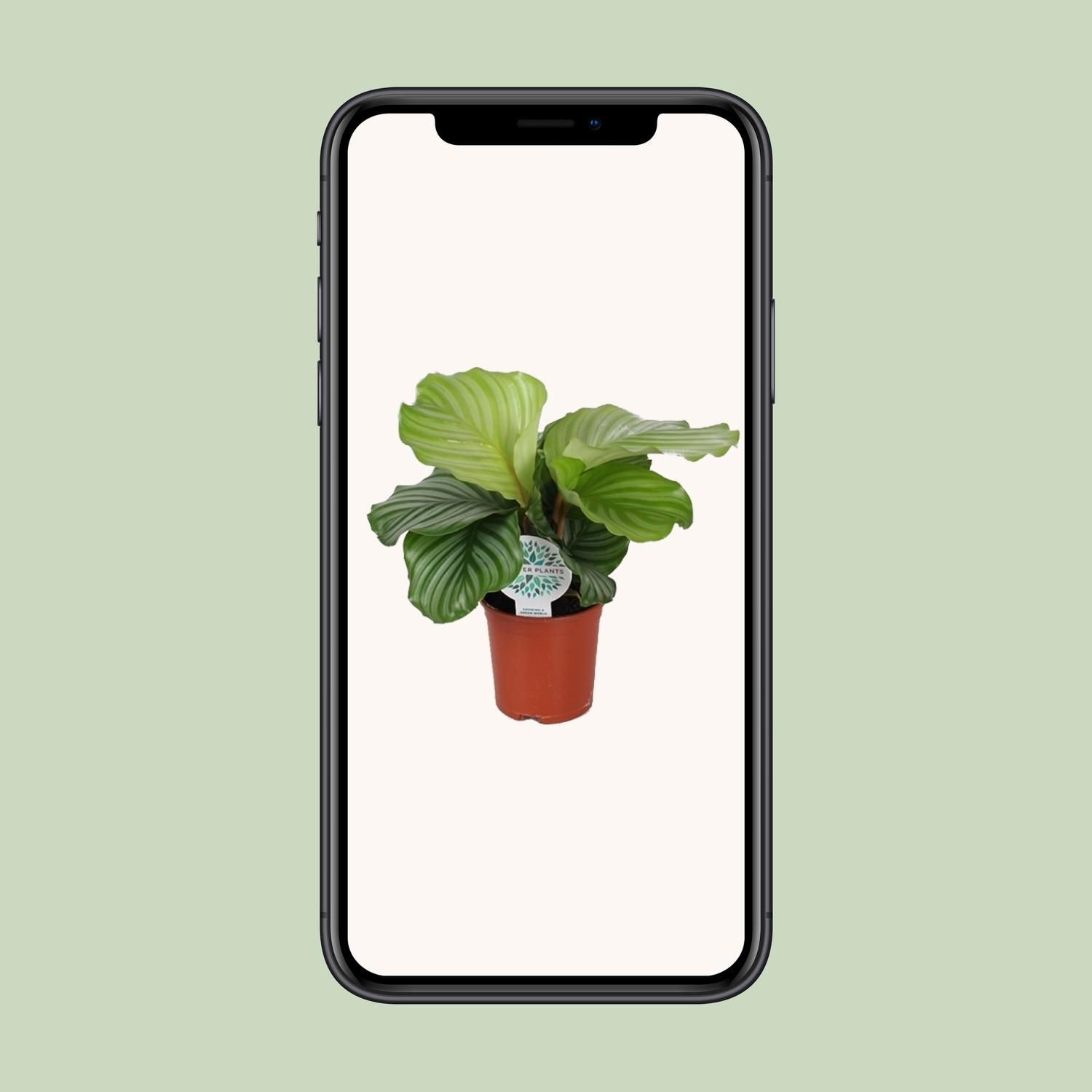 Calathea Orbifolia Zimmerpflanze