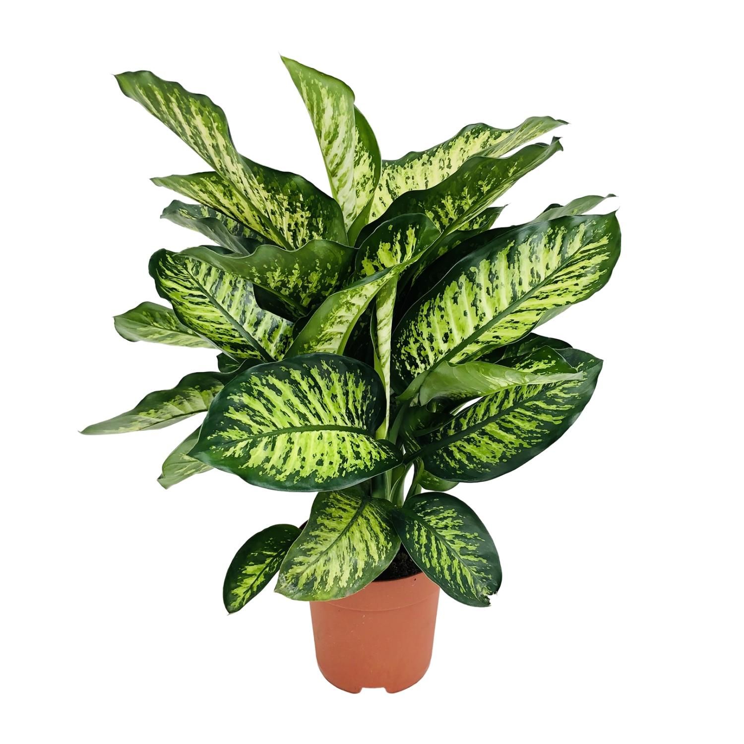 Dieffenbachia Camilla | Ø21cm Topf, 75cm Höhe | Auffälliges Laub – Stilvolle Zimmerpflanze Maroba