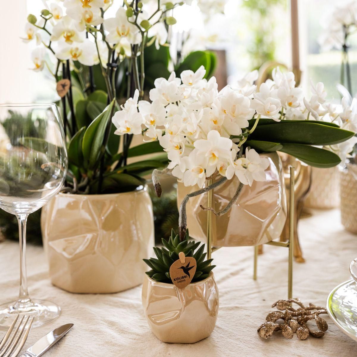 Weiße Orchidee + Pearl Dekotopf Travertine – Ø9cm Topf – Blühende Zimmerpflanze