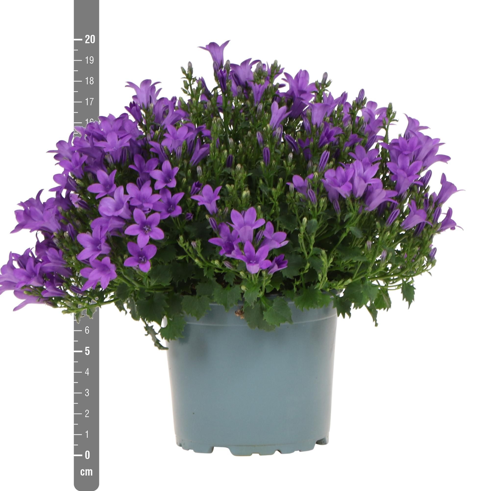 Campanula Addenda Glockenblume im lila Topf