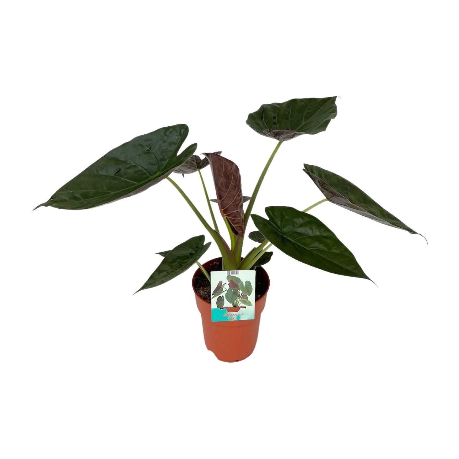 Alocasia Wentii Zimmerpflanze