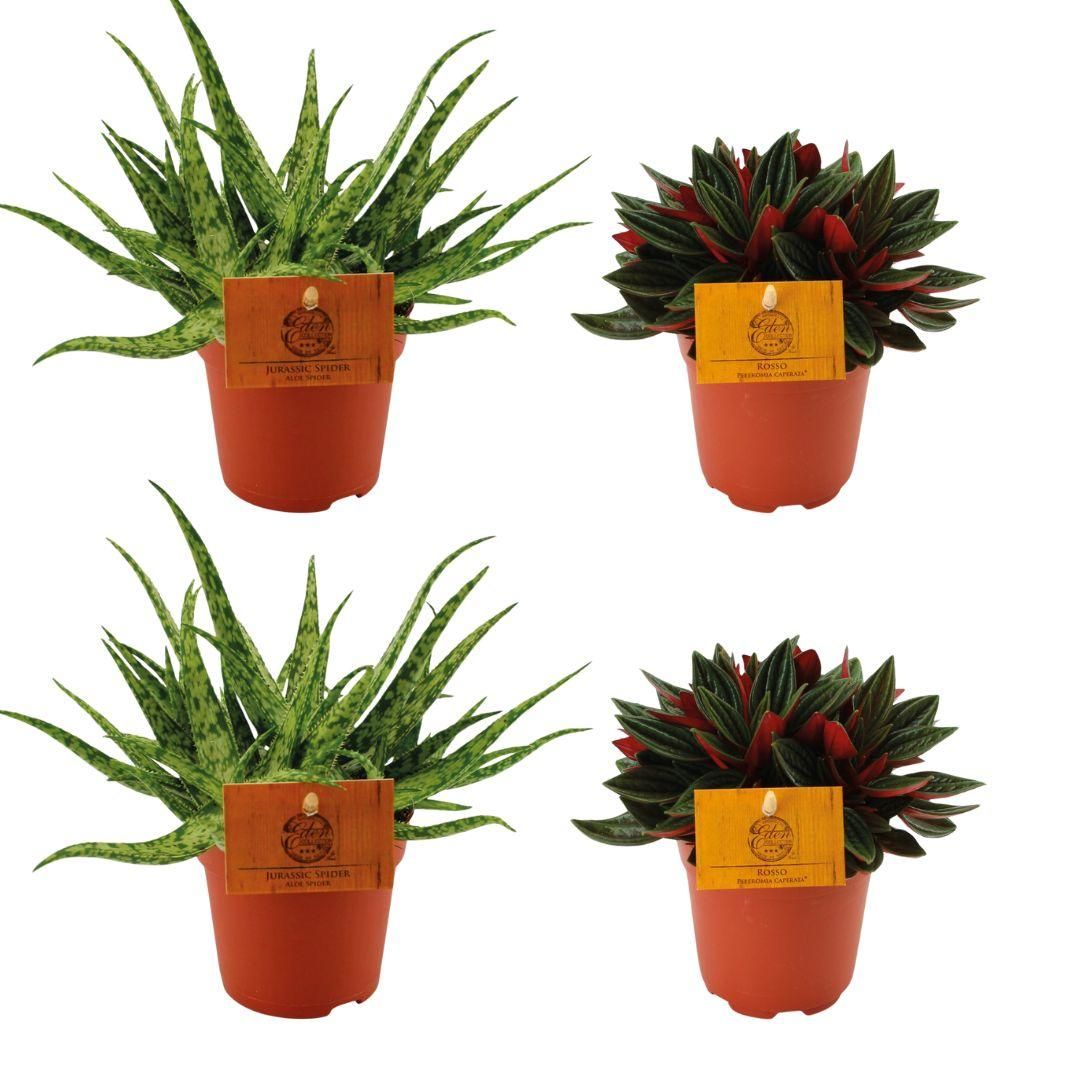 Pflegeleichte Aloe und Peperomia Rosso Set