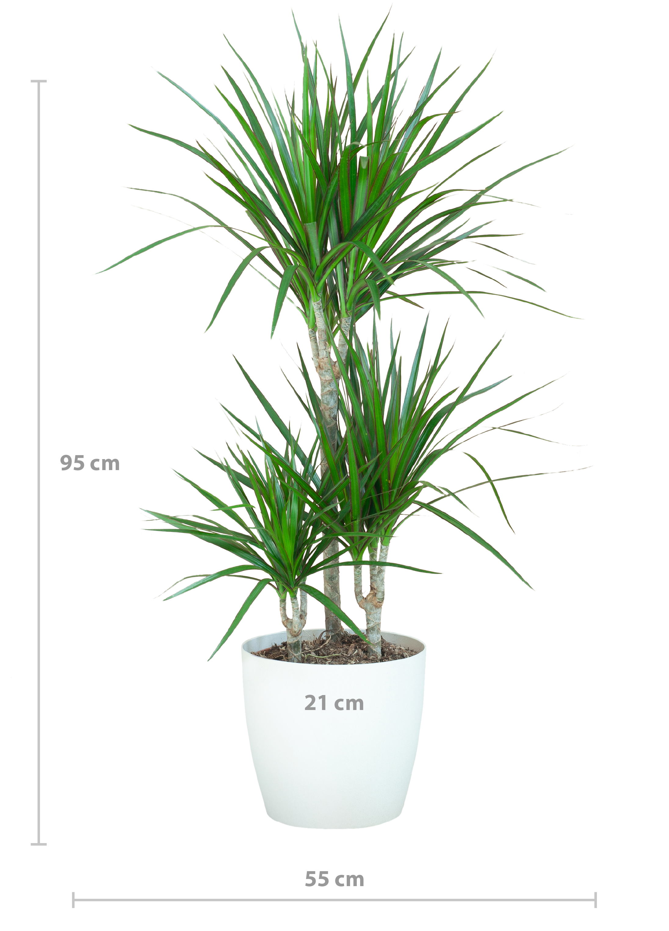 Dracaena Marginata Zimmerpflanze mit Viber Übertopf