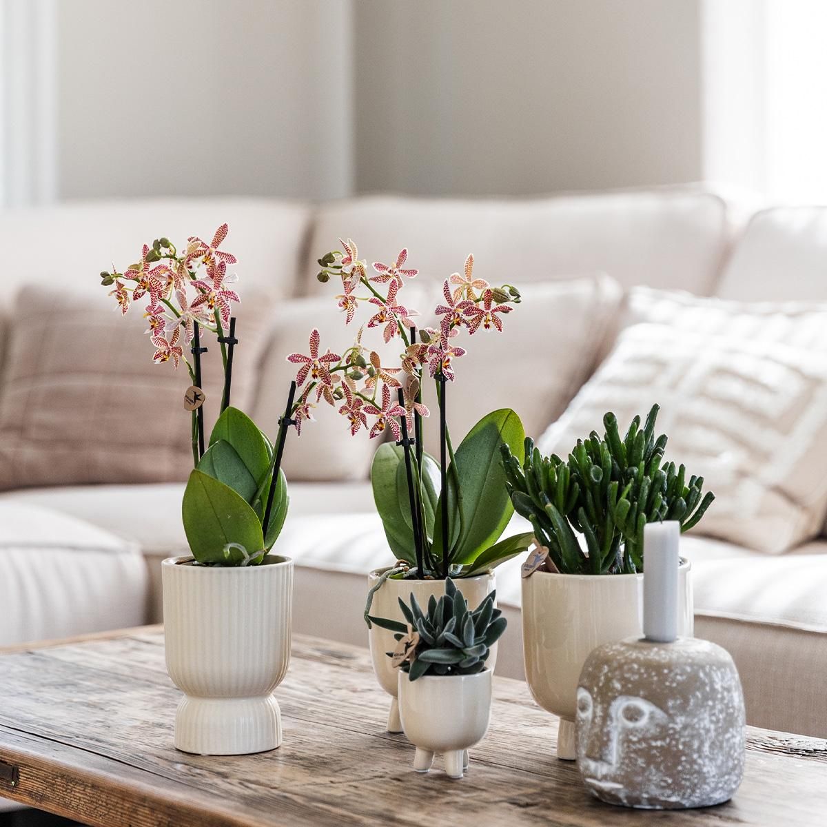 Phalaenopsis Orchidee Congo im Diabolo Travertin Topf