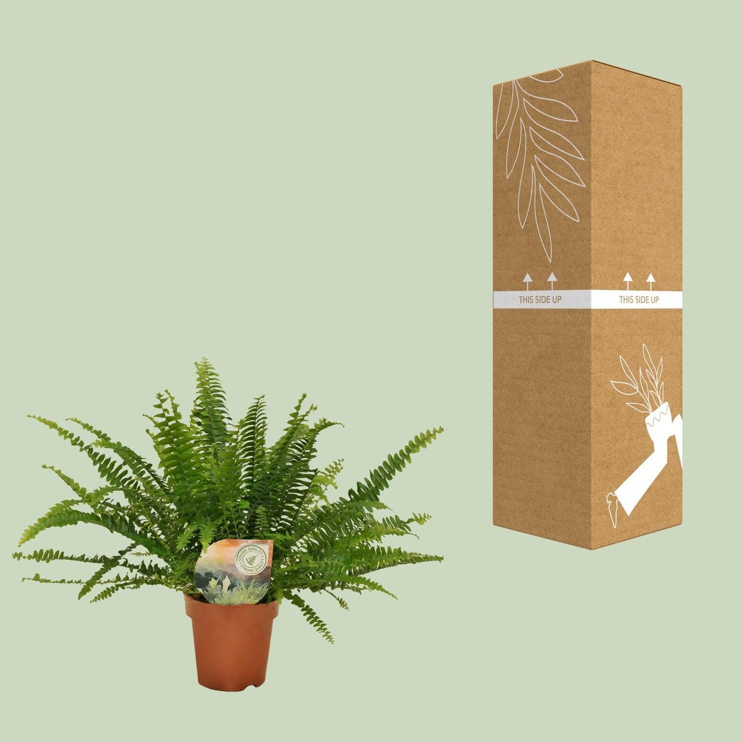 Boston Farn Nephrolepis Green Lady Zimmerpflanze