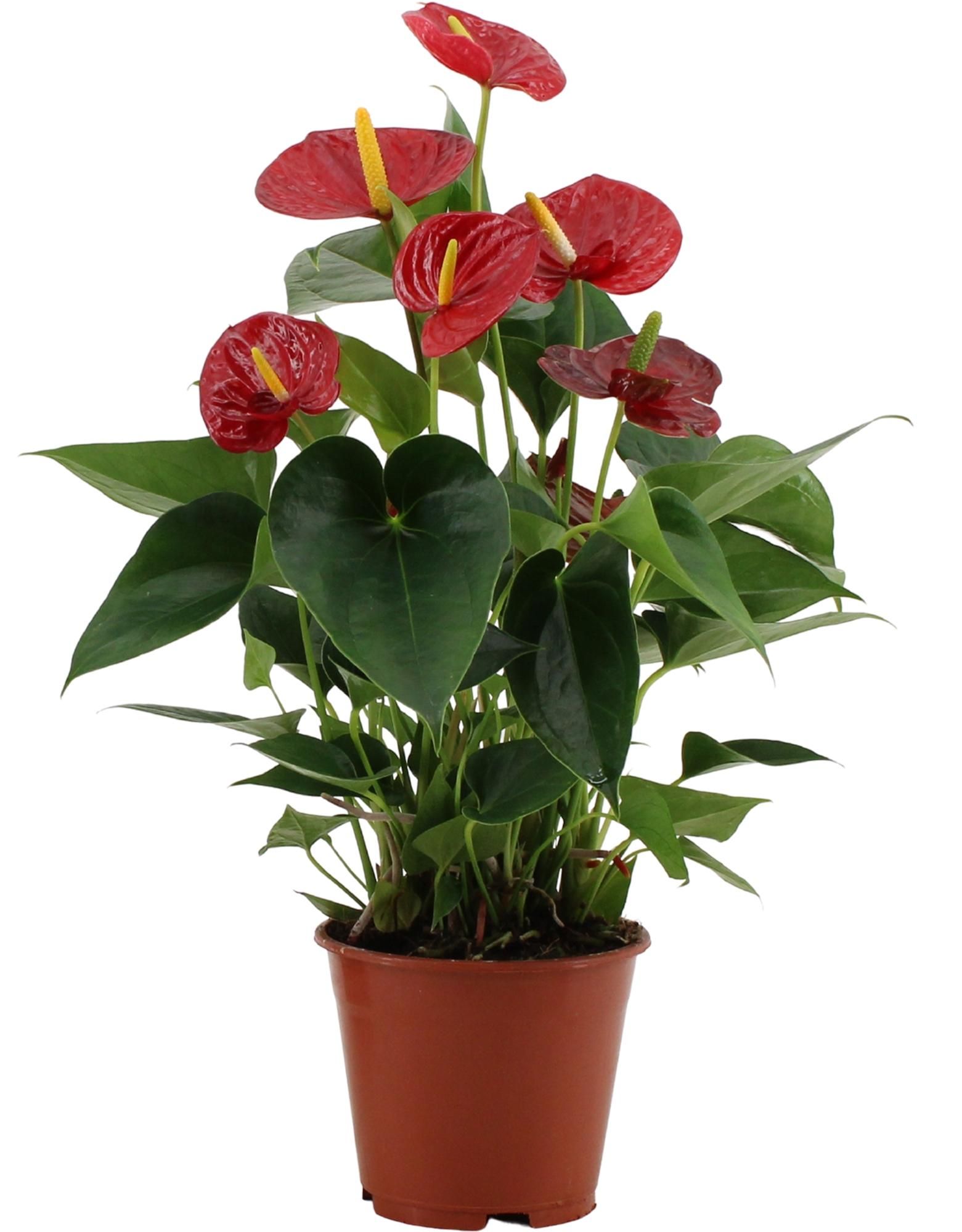 Anthurium Success Red – Rote Zimmerpflanze im Transparenten Sleeve