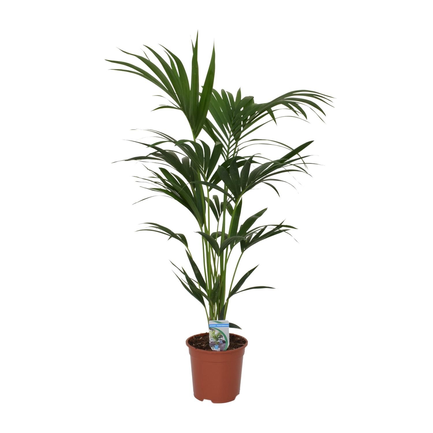 Kentia Palme Howea forsteriana elegant