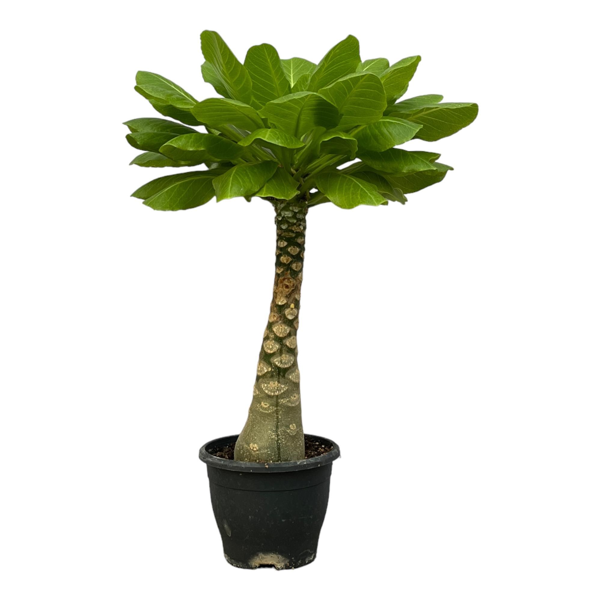 Birghamia Insignis - 25 cm - Ø12cm Topf - Hawaii Palmen ähnliche Besonderheit